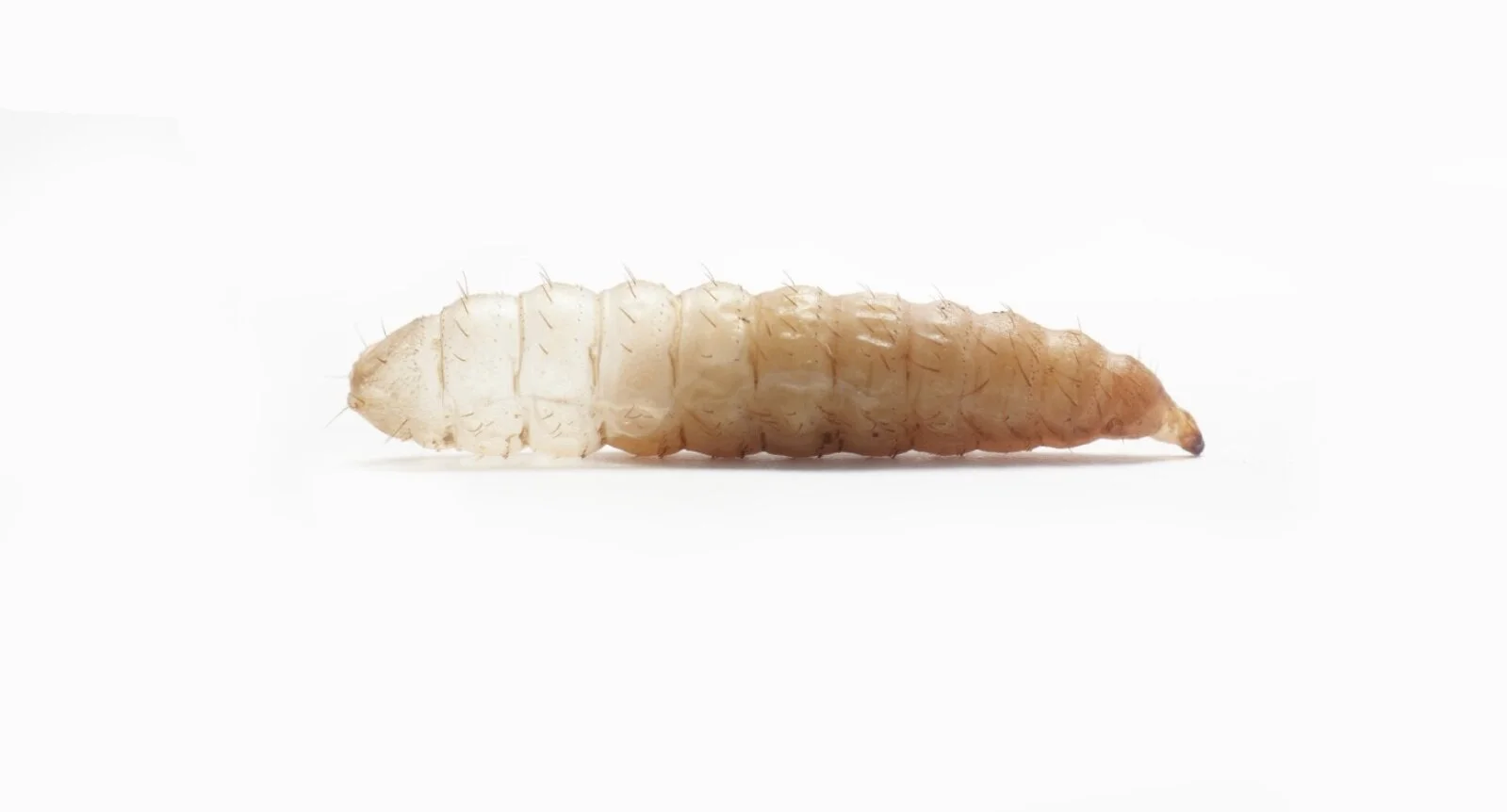 Weekly Live Larvae order!