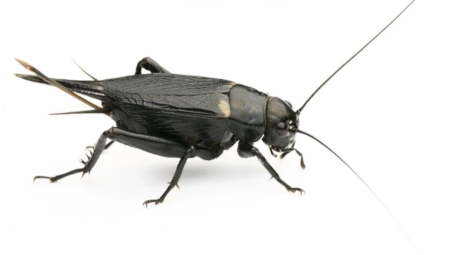 Weekly Live Cricket order!