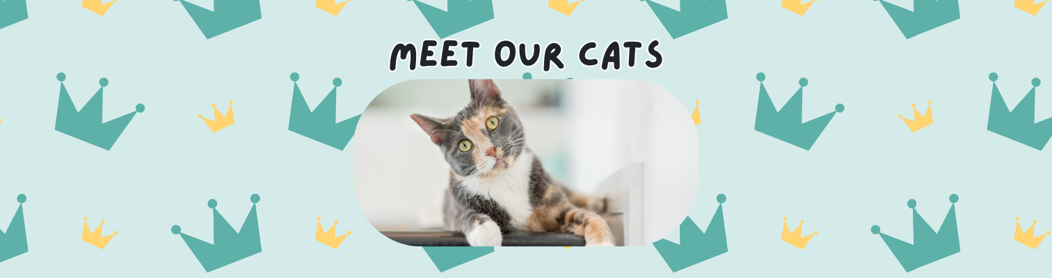 Meet Our Cats FINAL (1).png