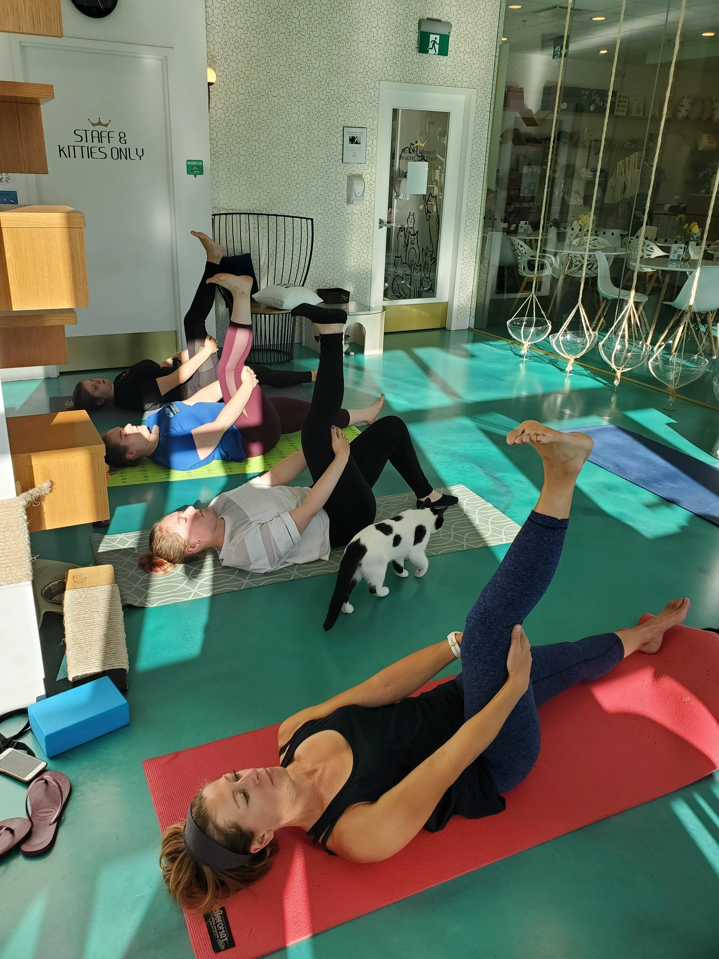 Cats & Yoga - December 3rd