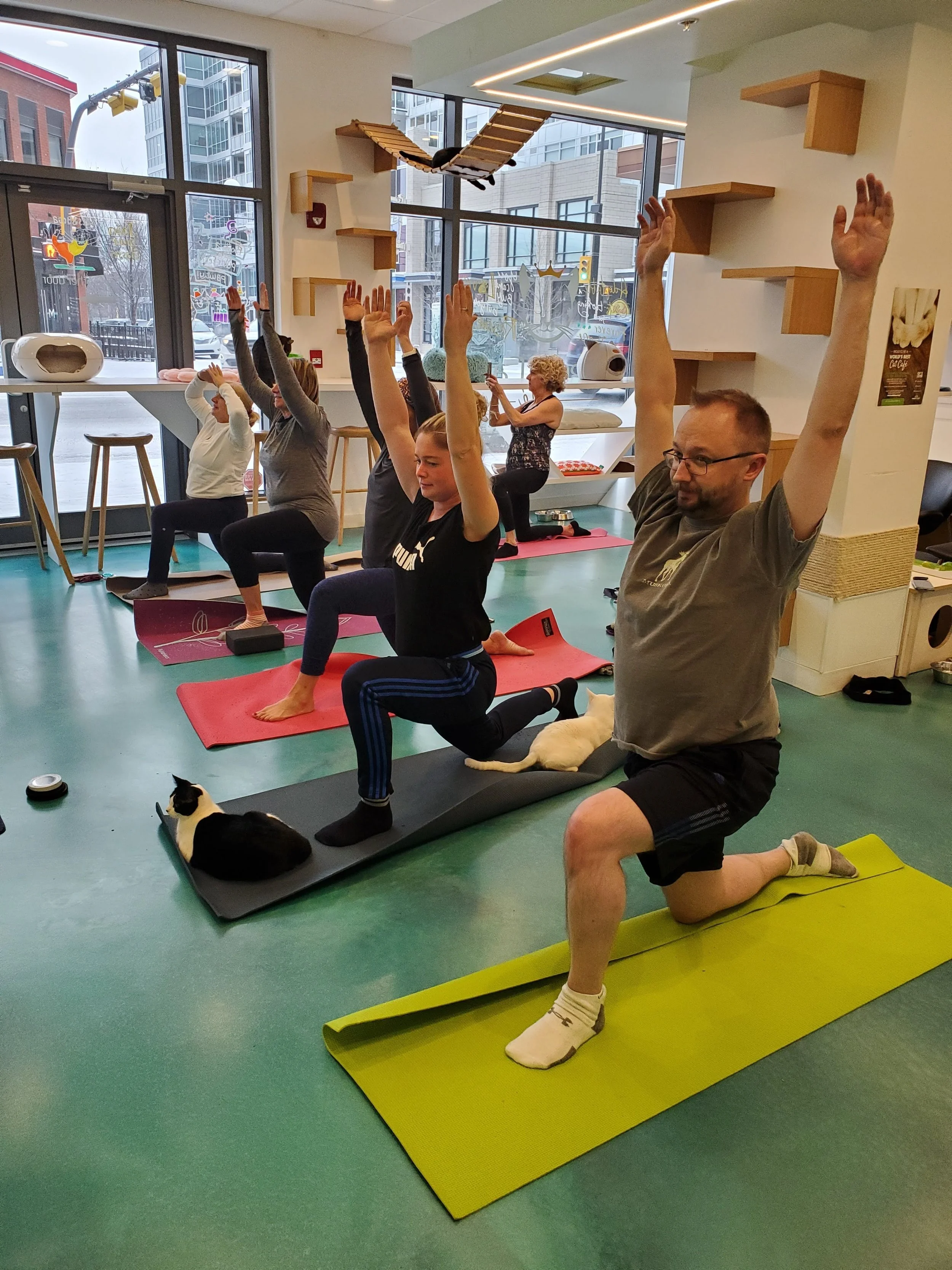 Cats &amp; Yoga - April 13th