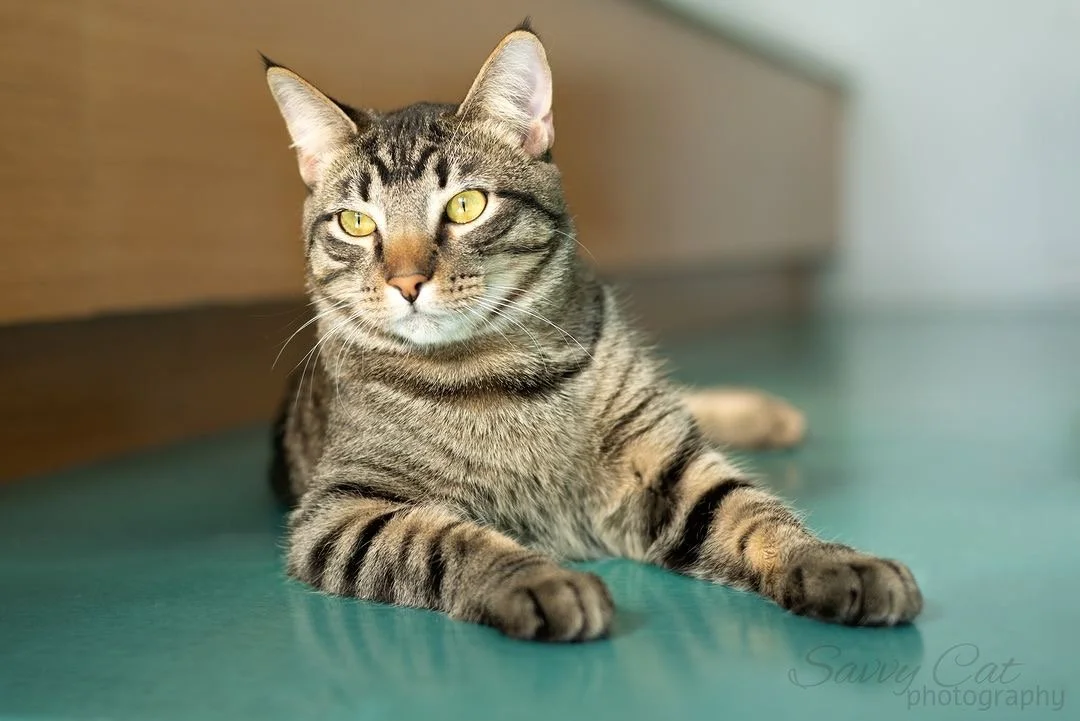 Cat photography for Kids (10-14 years old)- July 10th 