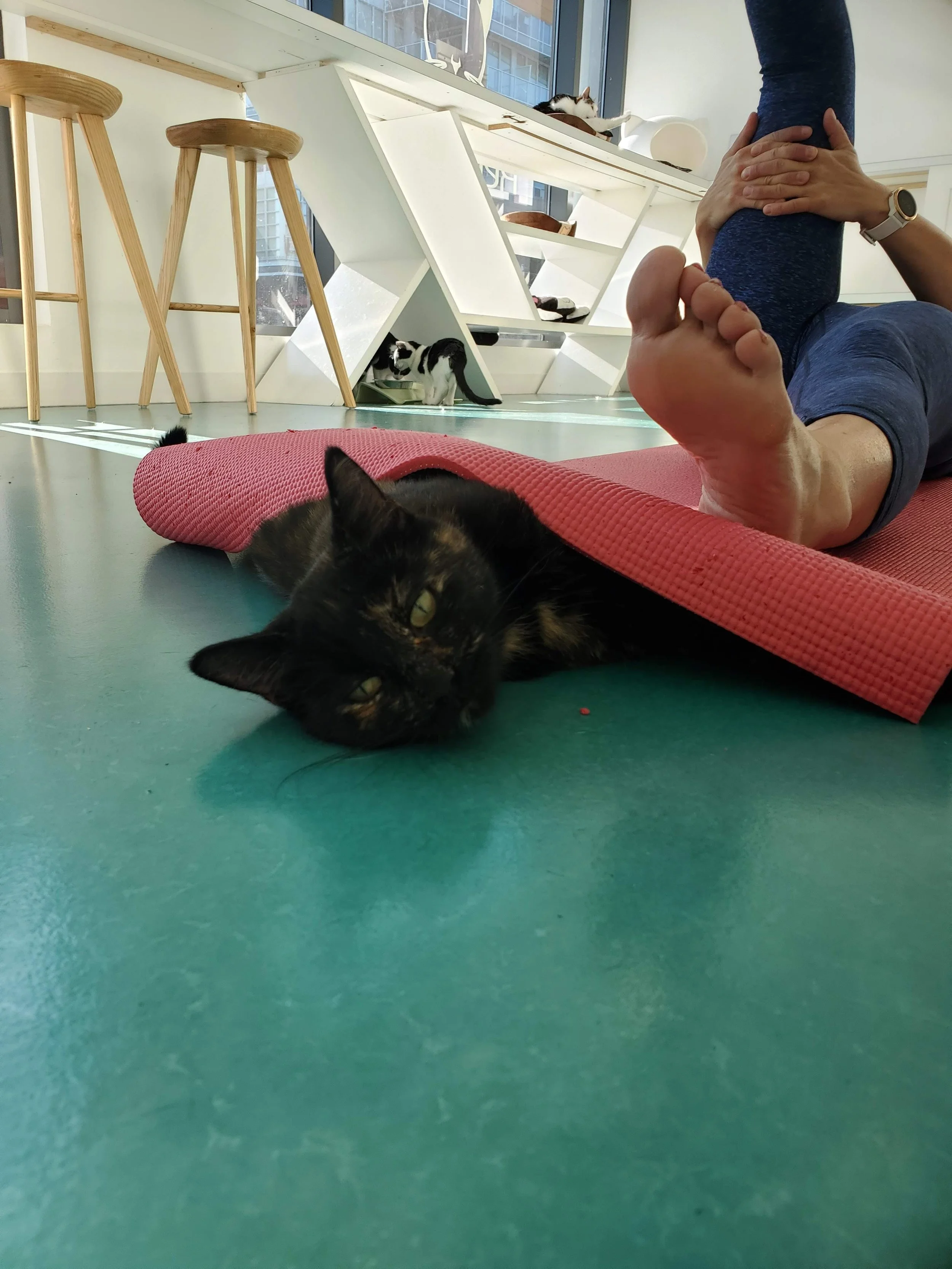 Cats & Yoga - June 24th