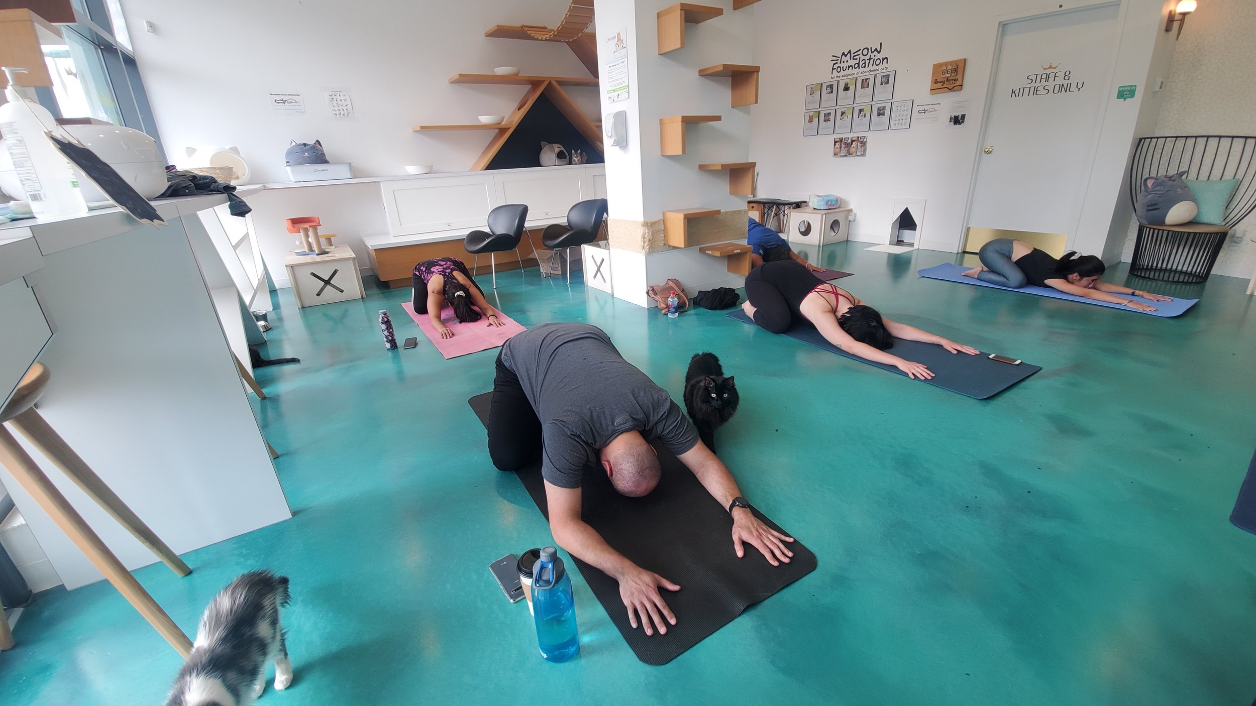 Cats & Yoga - October 5th
