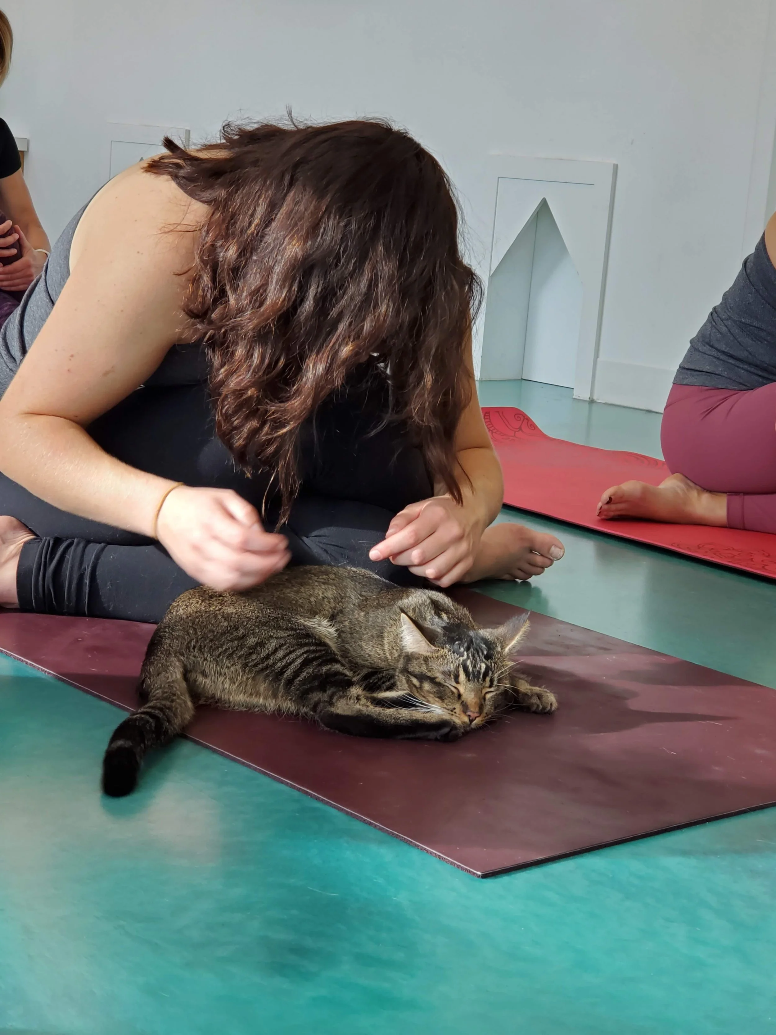 Cats &amp; Yoga - October 28th