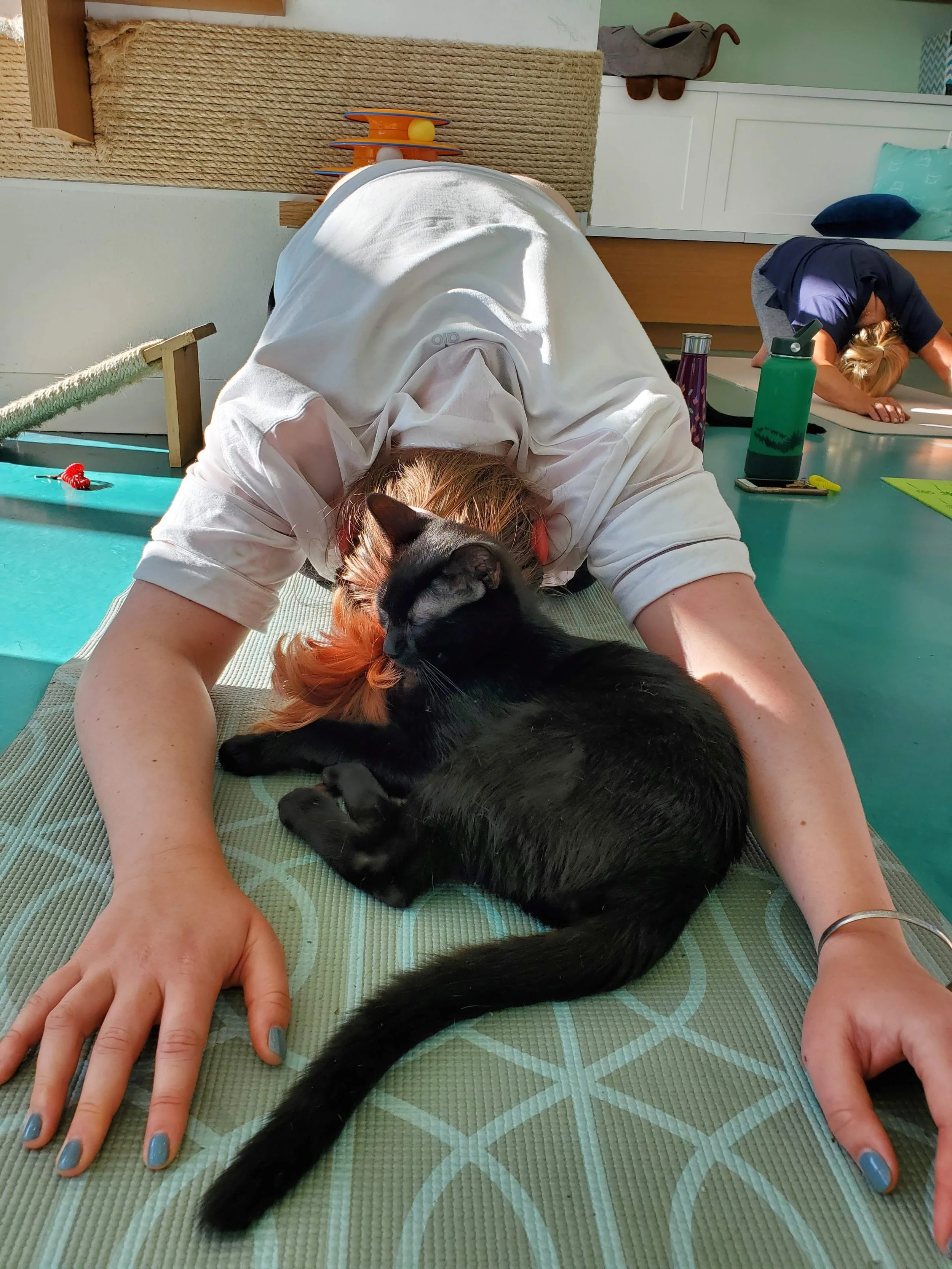 Cats & Yoga - October 7th