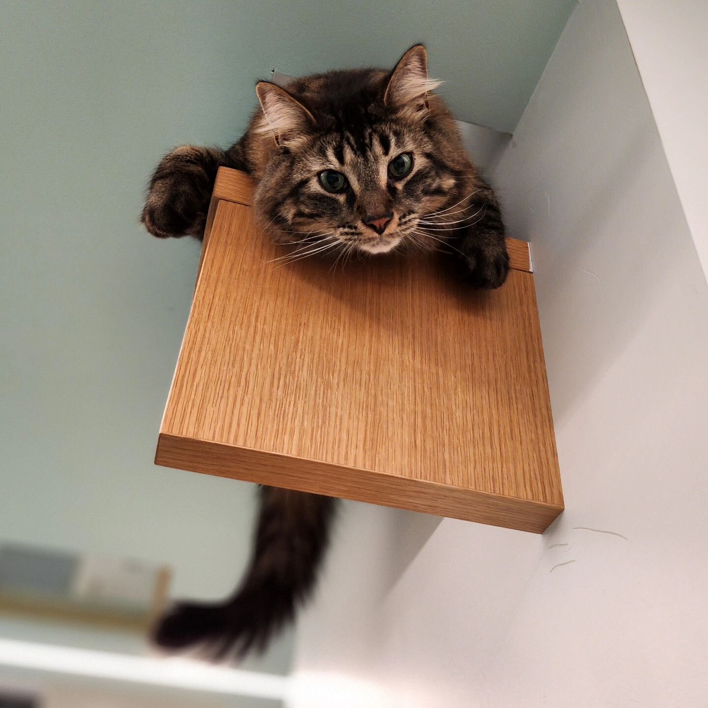 McSweeney is ready to come home and play! This fluffy gentleman is still up for adoption, so if you're looking for an affectionate and sweet tabby, look no further. ❤️ Come visit him today!