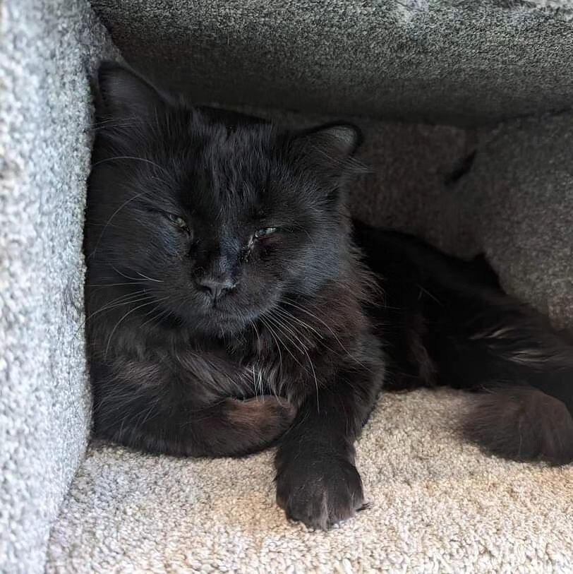 Bearpaw, our beloved‼️🖤 this sweet, fluffy baby boy, like all our other current cats, is adopted! Don't forget to make a reservation to come visit him before they leave to their new furever homes this week🥰
.
#regalcatcafe #meowfoundation #adoptdon