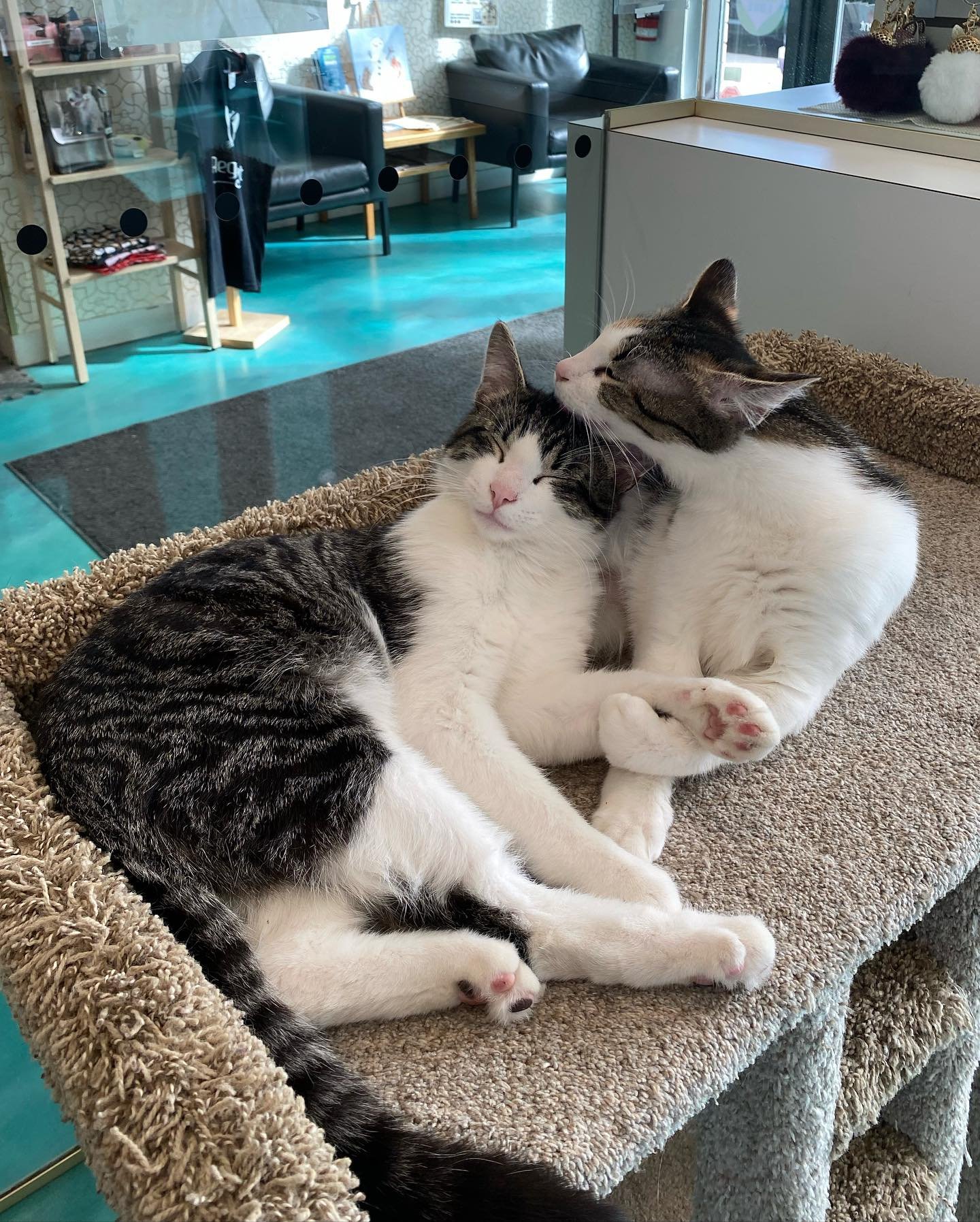 Meet Dilly Bar and Blue Bell! These sweethearts are both available for adoption as well as their litter mate McConnell (not pictured) Together or separate we are sure you&rsquo;ll fall in love! Make a reservation to meet them today 🥰