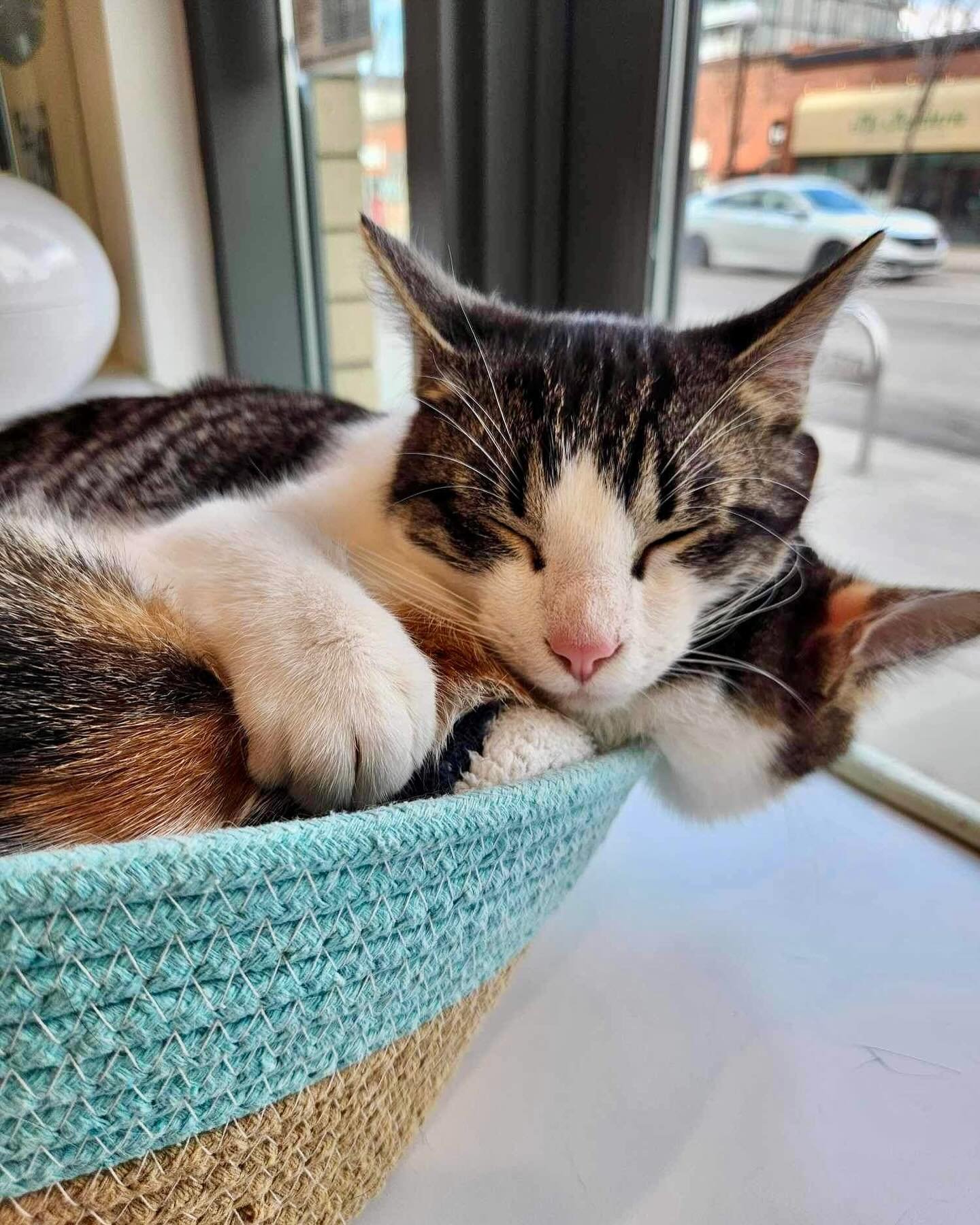 The snuggliest group we&rsquo;ve had in a while 🥹 book a reservation on our website to see these sweethearts in a cuddle puddle!

#regalcatcafe #yyccats #yyccatcafe #yyctourism #catsofyyc #catsofinstagram #supportlocalyyc #kensingtonyyc #catlover #c