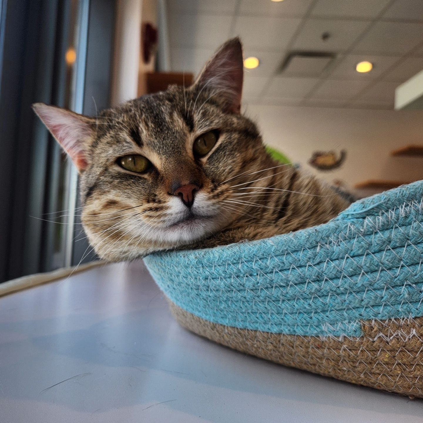 Super sweet, shy at first meet🐾 He'll steal your heart right from the start🤎 you will not be remotely sad if you bring home this Oatly lad!😸
Oatly is still available for adoption😌
.
#regalcatcafe #meowfoundation #adoptdontshop #yyc #yycbusiness #