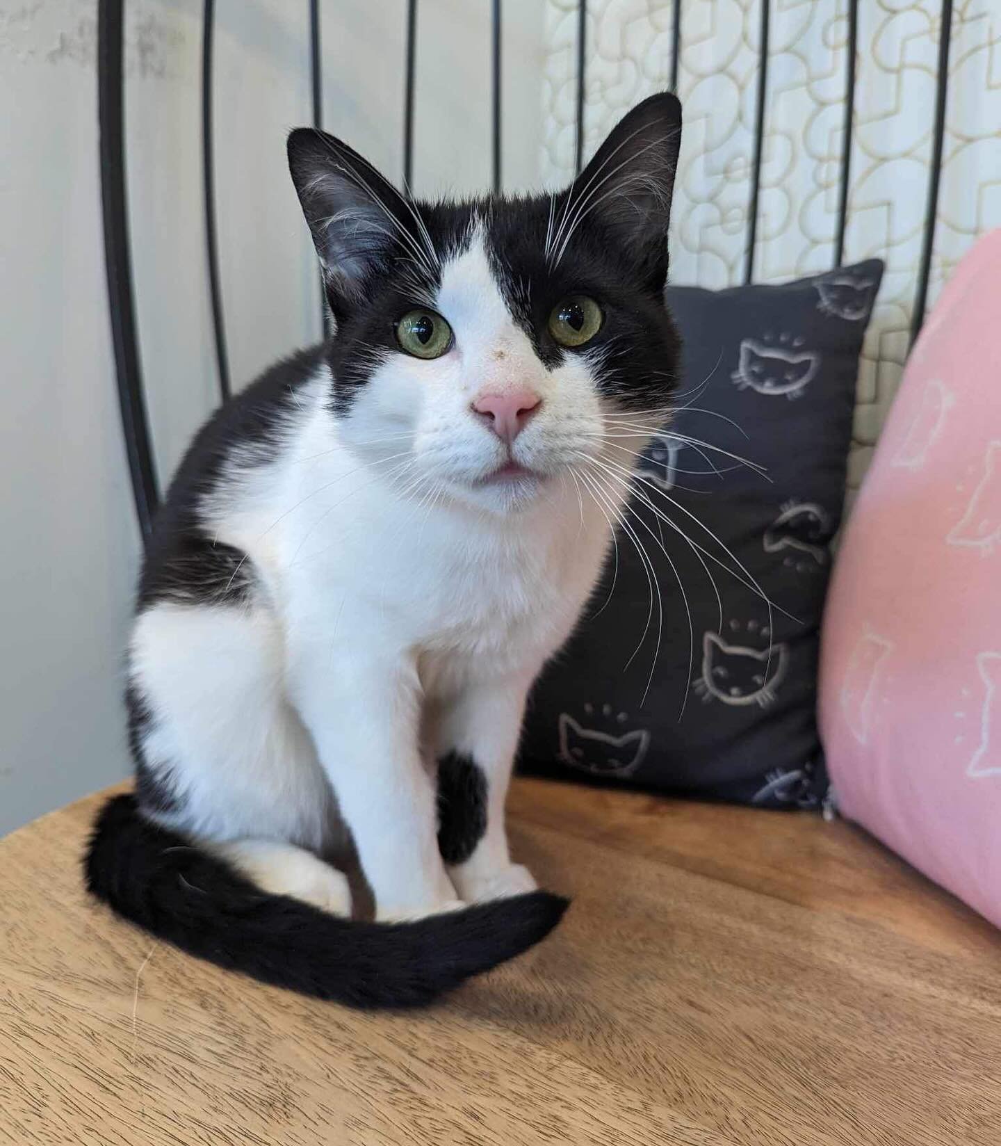 Our precious baby McConnell is our last kitty available for adoption! 
This curious boy is a strong observer and ADORES ear scratches! Book a reservation online to meet this hands on boy! 
&bull;
&bull;
#regalcatcafe #meowfoundation #adoptdontshop #y