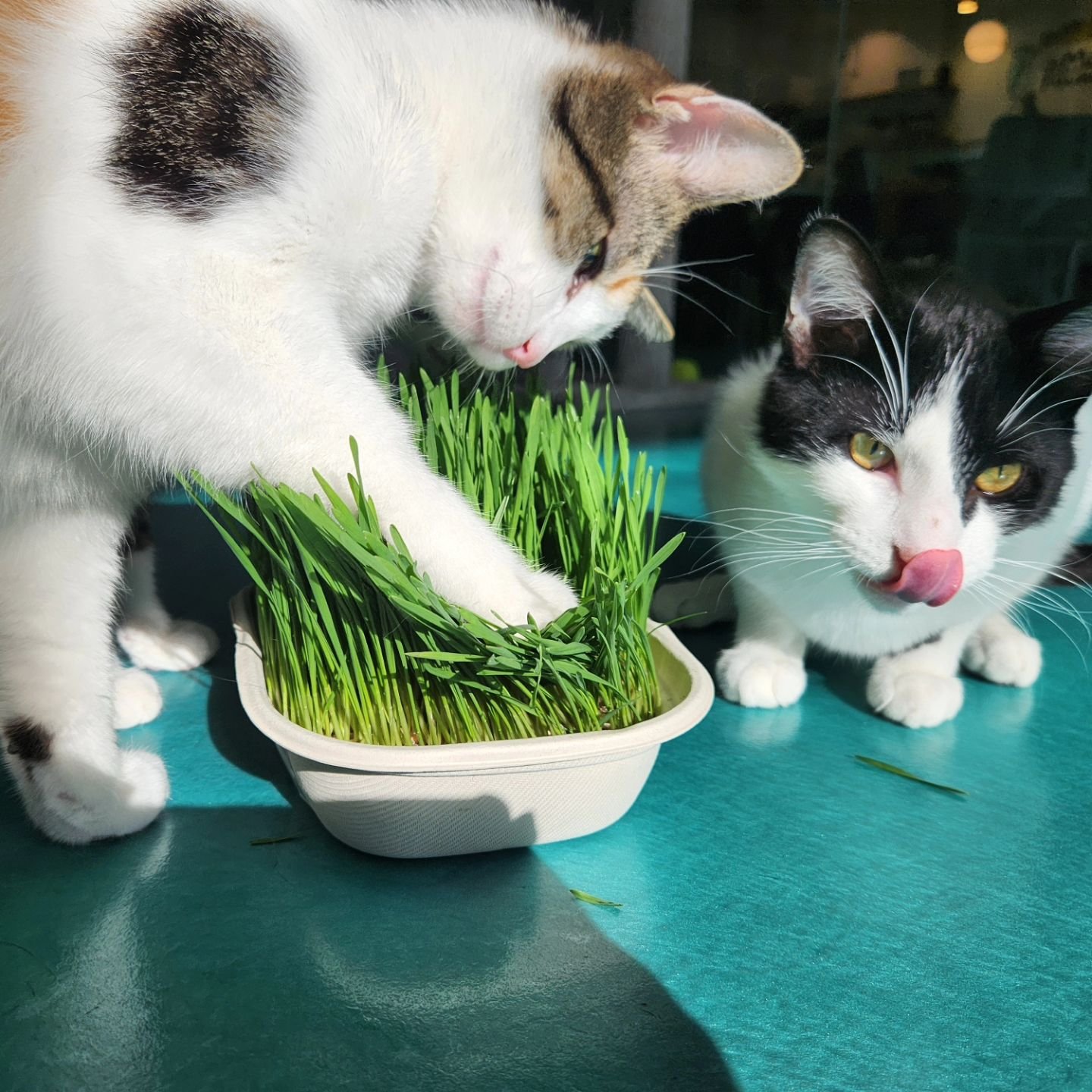 Mmmm cat grass!!🌱 whether you have a green thumb or no thumbs at all, our cat grass kits are as easy as can be and only $10 in store!😸
.
#regalcatcafe #meowfoundation #adoptdontshop #yyc #yycbusiness #kensingtonyyc #supportlocal #localbusiness #cat