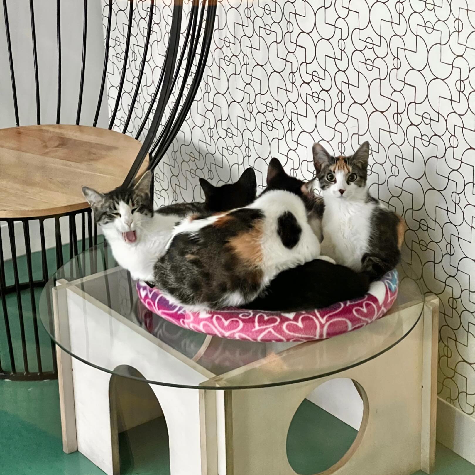 Who else wishes they could shrink down and join this cuddle crew? 🙋

#regalcatcafe #yyccats #yyccatcafe #yyctourism #catsofyyc #catsofinstagram #supportlocalyyc #kensingtonyyc #catlover #catcafe #supportsmallbusiness