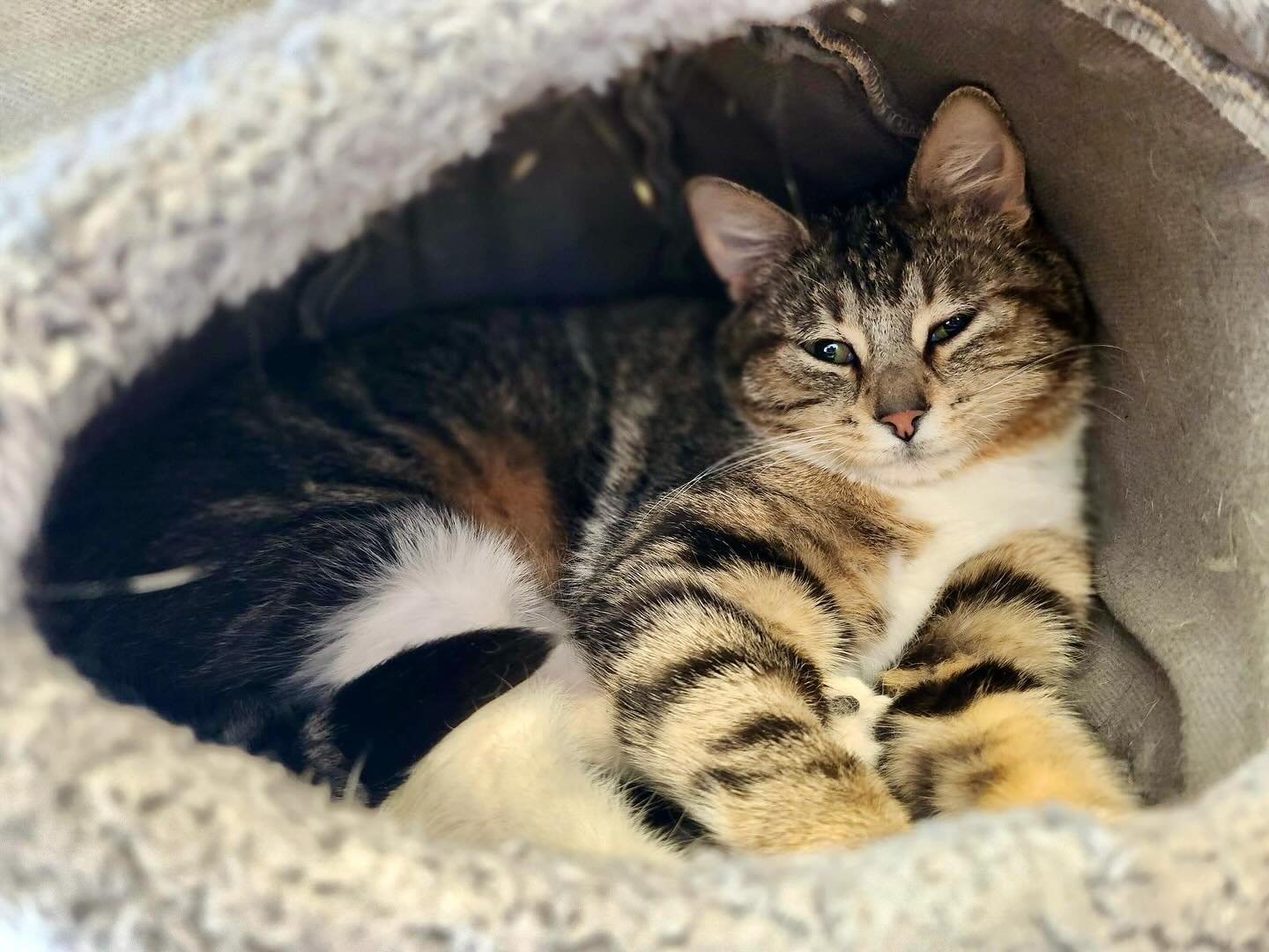 Phish tugging at your heartstrings with her saddest face 🥺 she is on the shy side but easygoing and super affectionate. Book a reservation and come meet her!

#regalcatcafe #yyccats #yyccatcafe #yyctourism #catsofyyc #catsofinstagram #supportlocalyy