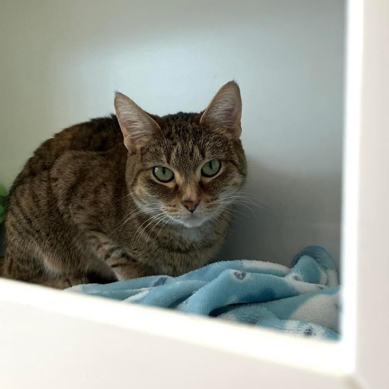 Her name is Gelato and her stare is FIERCE 😫💅 but this sweetheart is anything but aggressive, she&rsquo;s a certified lounger and spends her days chilling in the sun and snacking on tasty treats! Come meet Gelato if she sounds like the girl for you