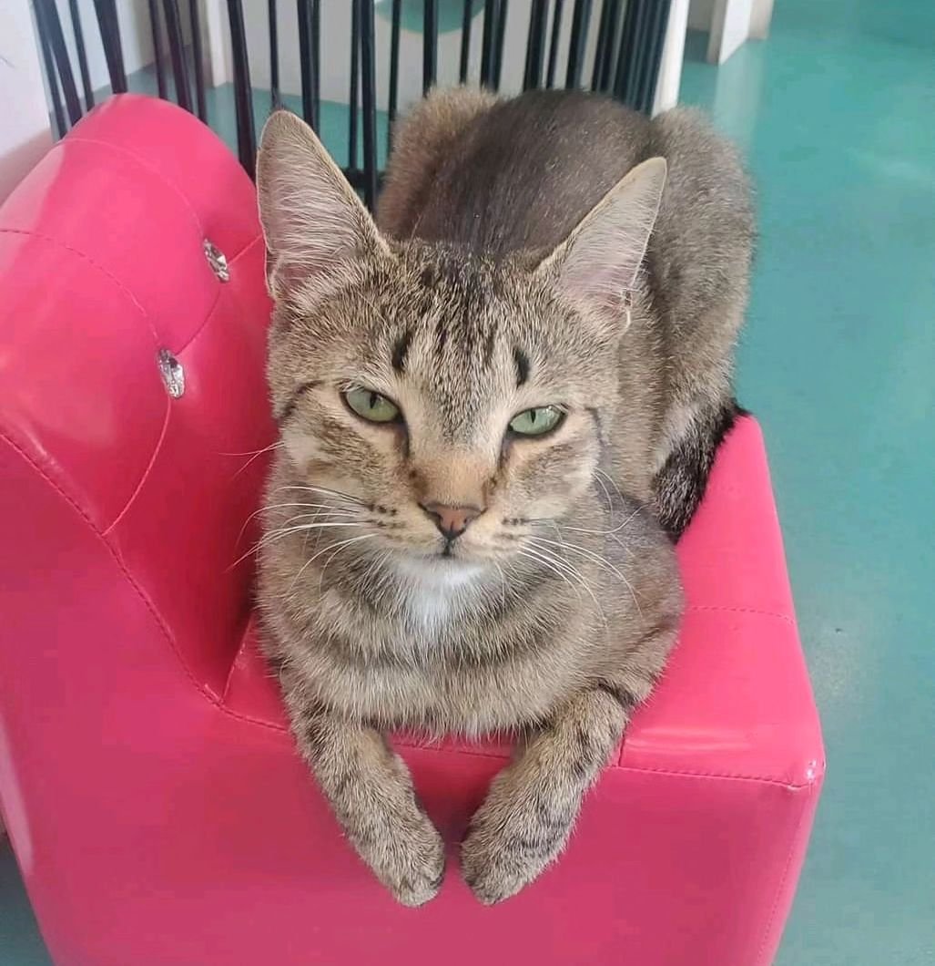 💟💕💖You can sit with us💖💕💟

Come visit this group and find your new furry best friend! They go home on Wednesday so there's still lots of time! 

#yycnow #yyclocal #yycevents #kensingtonyyc #adopt #yycadoptables