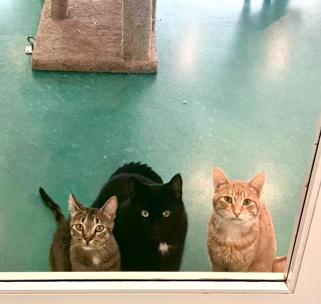 HELLO! PLEASE COME IN!!!

#regalcatcafe #yyccats #yyccatcafe #yyctourism #catsofyyc #catsofinstagram #supportlocalyyc #kensingtonyyc #catlover #catcafe #supportsmallbusiness