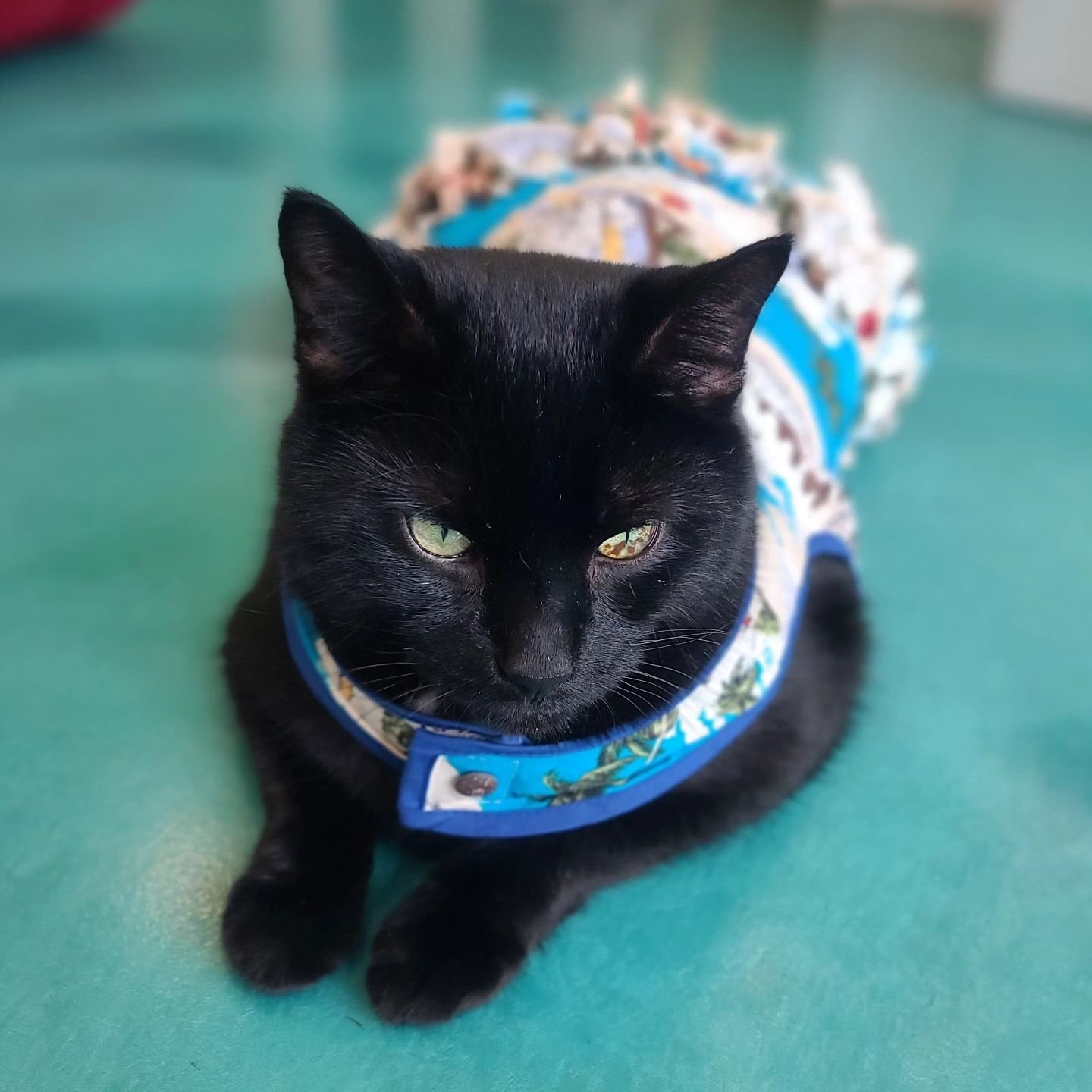 Mallory is already picking her outfit for our Adults Only Night this Thursday ✨🐈&zwj;⬛✨
From 7:30pm-9pm the cafe and kitty kingdom welcome all humans over 18! This is the Purrfect opportunity for a date night with a loved one or friend!! 

#yycdaten
