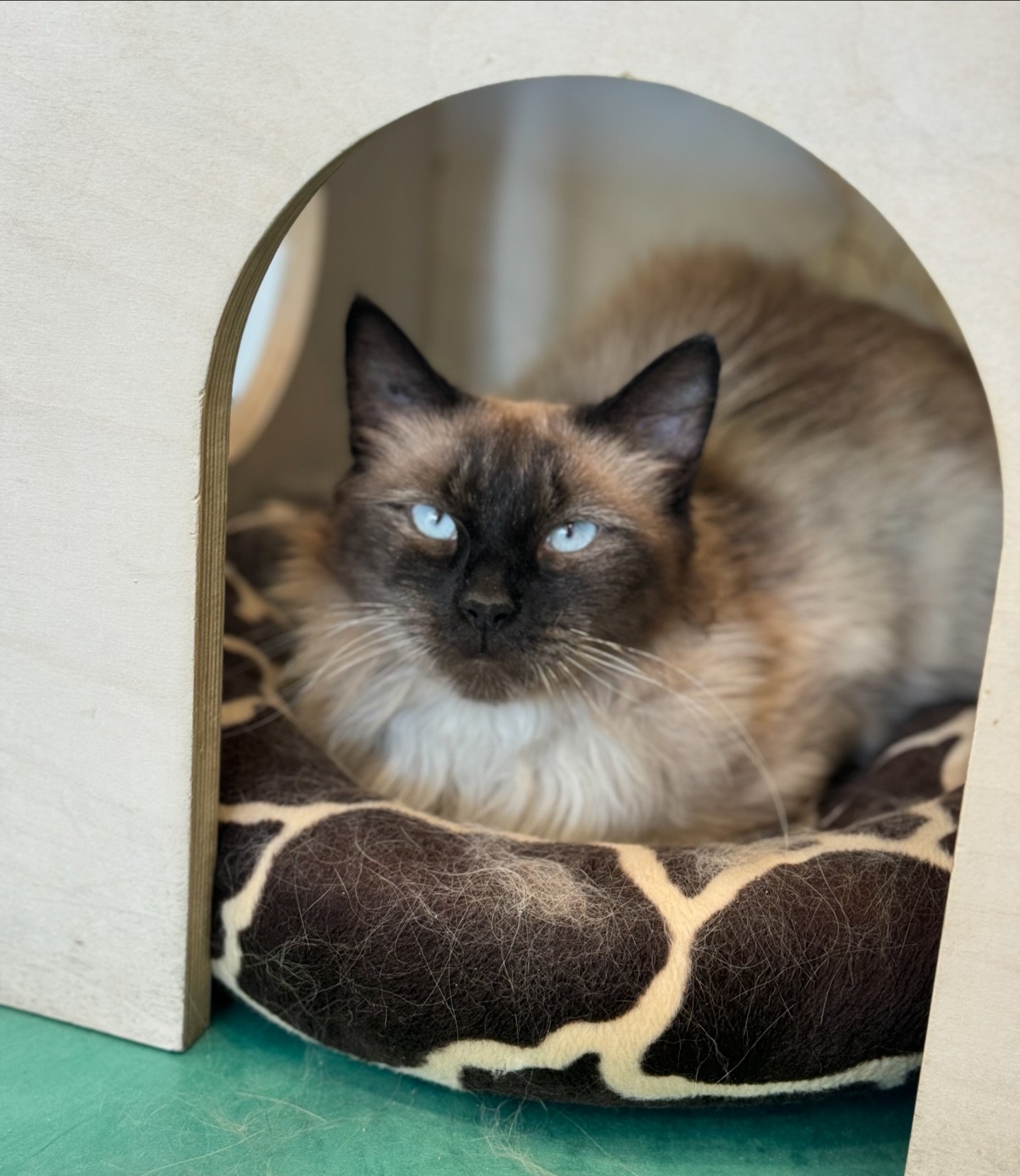 Who runs the *kitty kingdom*??? GIRLS

Our new cats have just arrived and are eager to meet you! In order of appearance we have Nellie Bly, Mallory, Simone, Serena and Amelia, all are available for adoption! Make a reservation to fall in love today