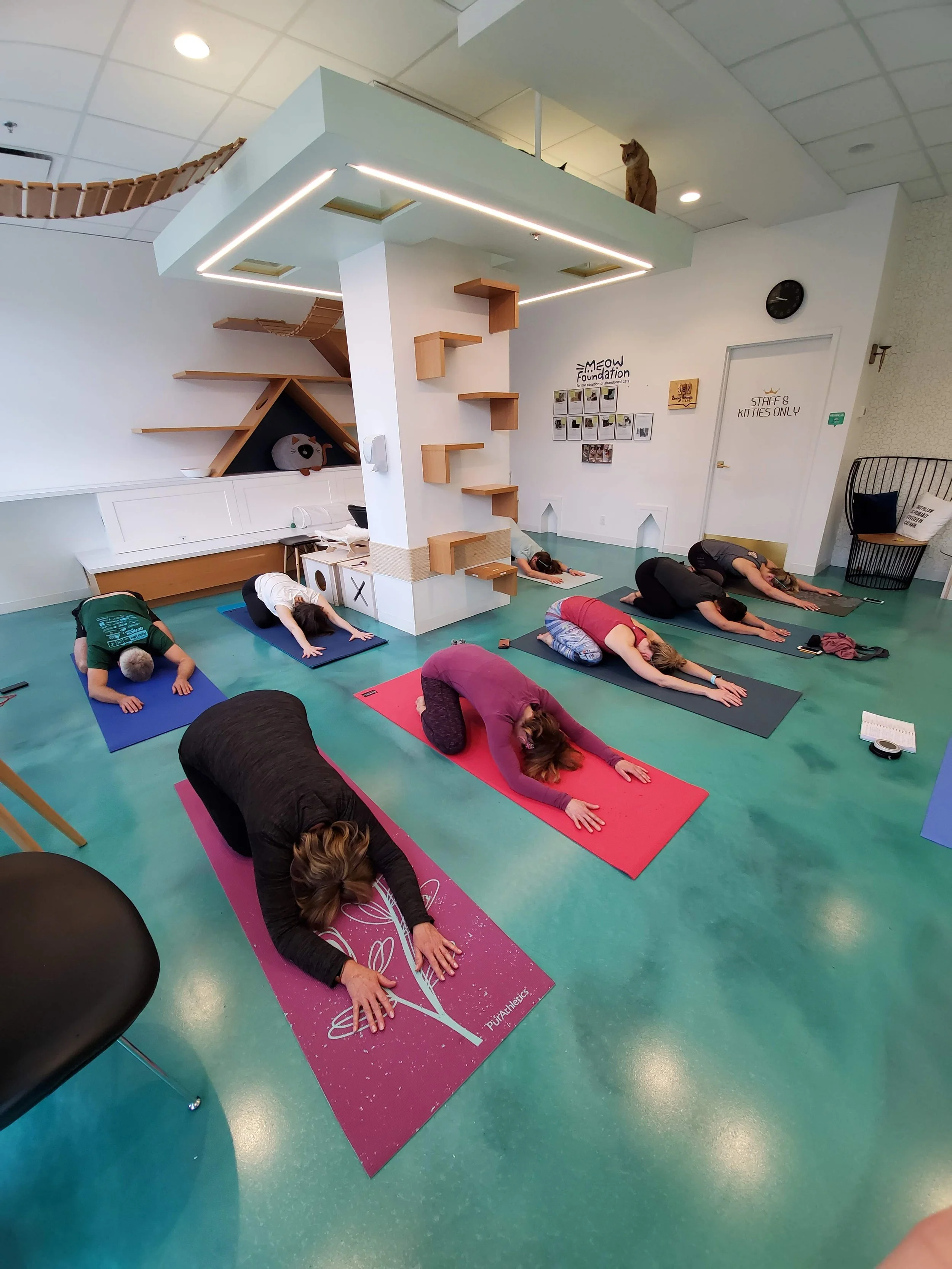 Cats & Yoga - December 12th