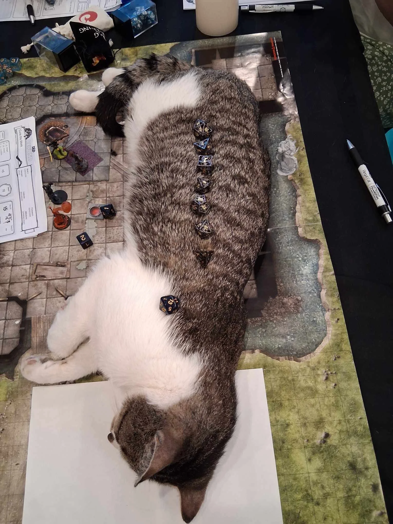 Cats &amp; Cantrips - October 14th