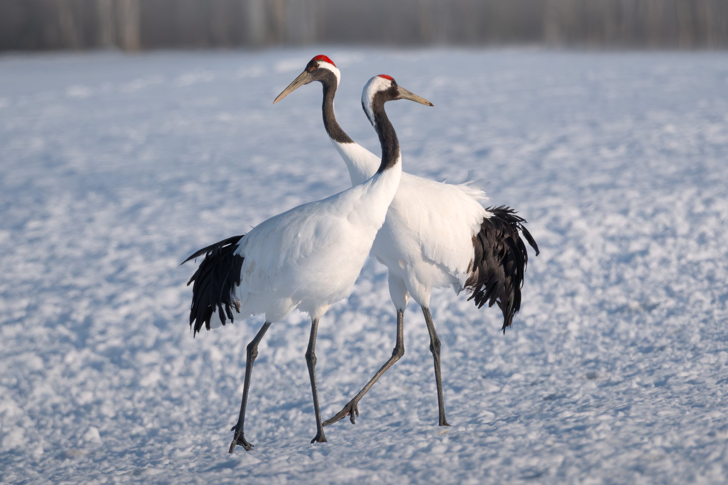 RedCrownedCrane2.jpg