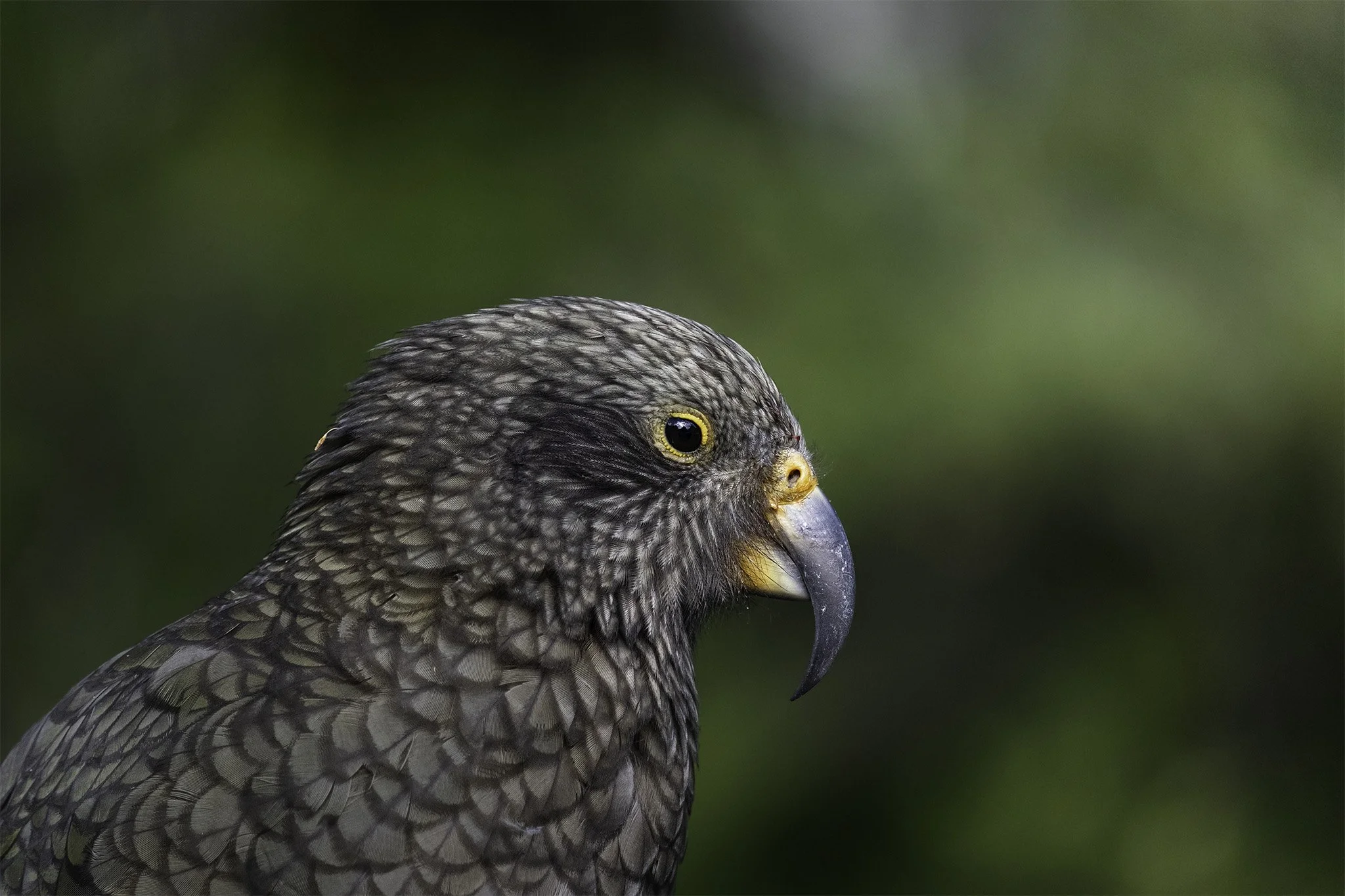 Kea 2.jpg