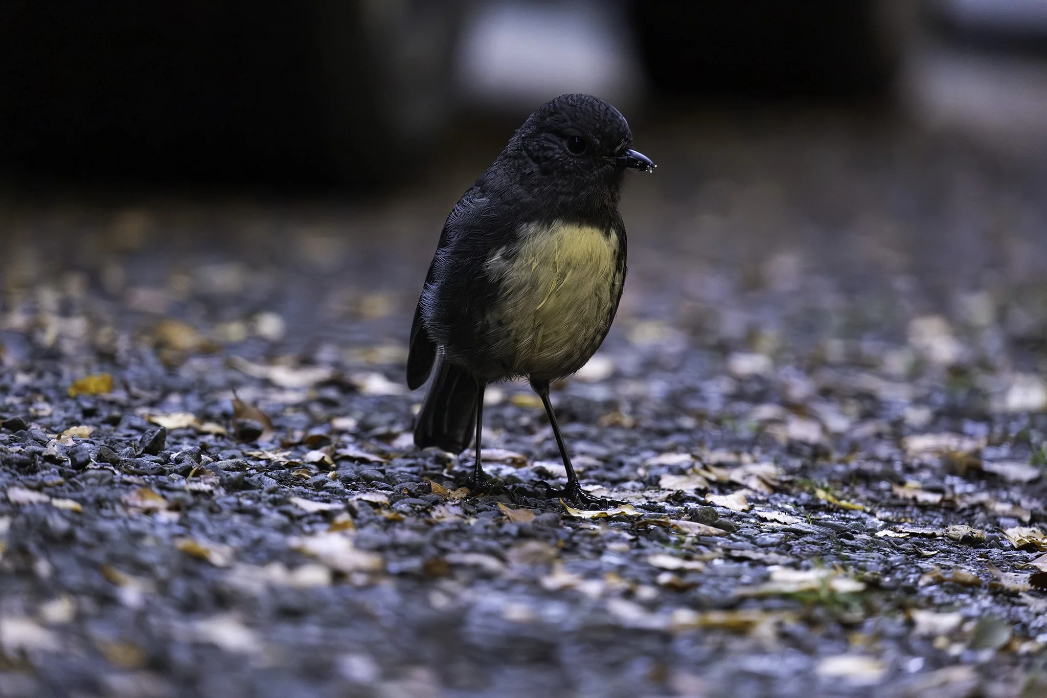 Mirror Pond bird.jpg