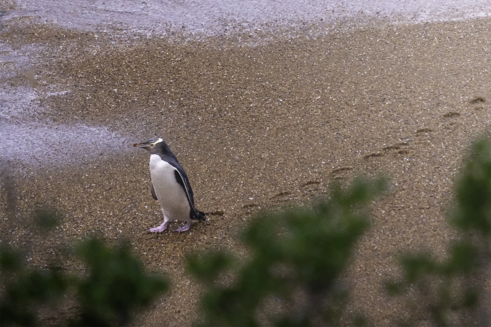Yellow Eyed Penguin1.jpg
