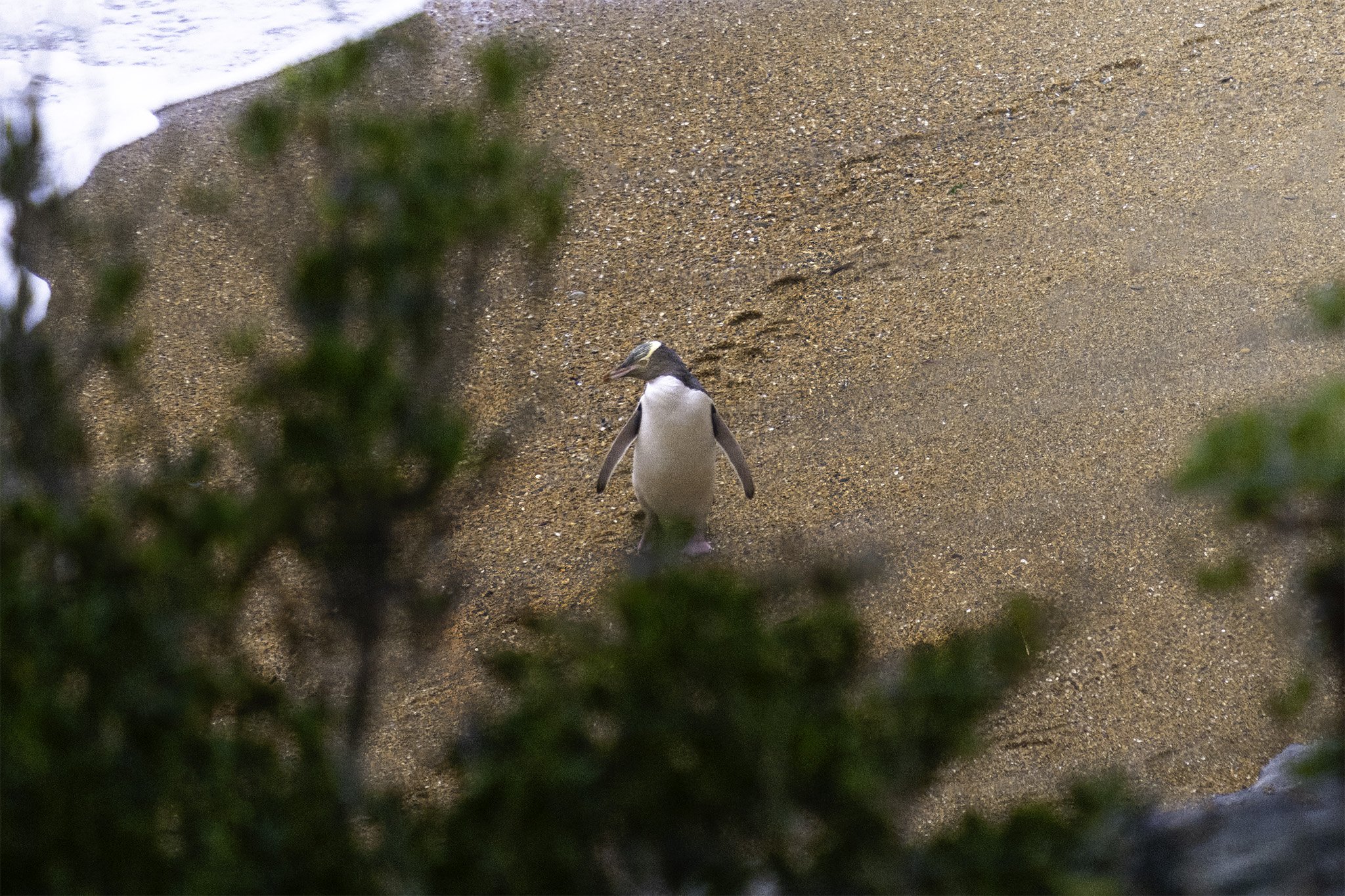 Yellow Eyed Penguin2.jpg