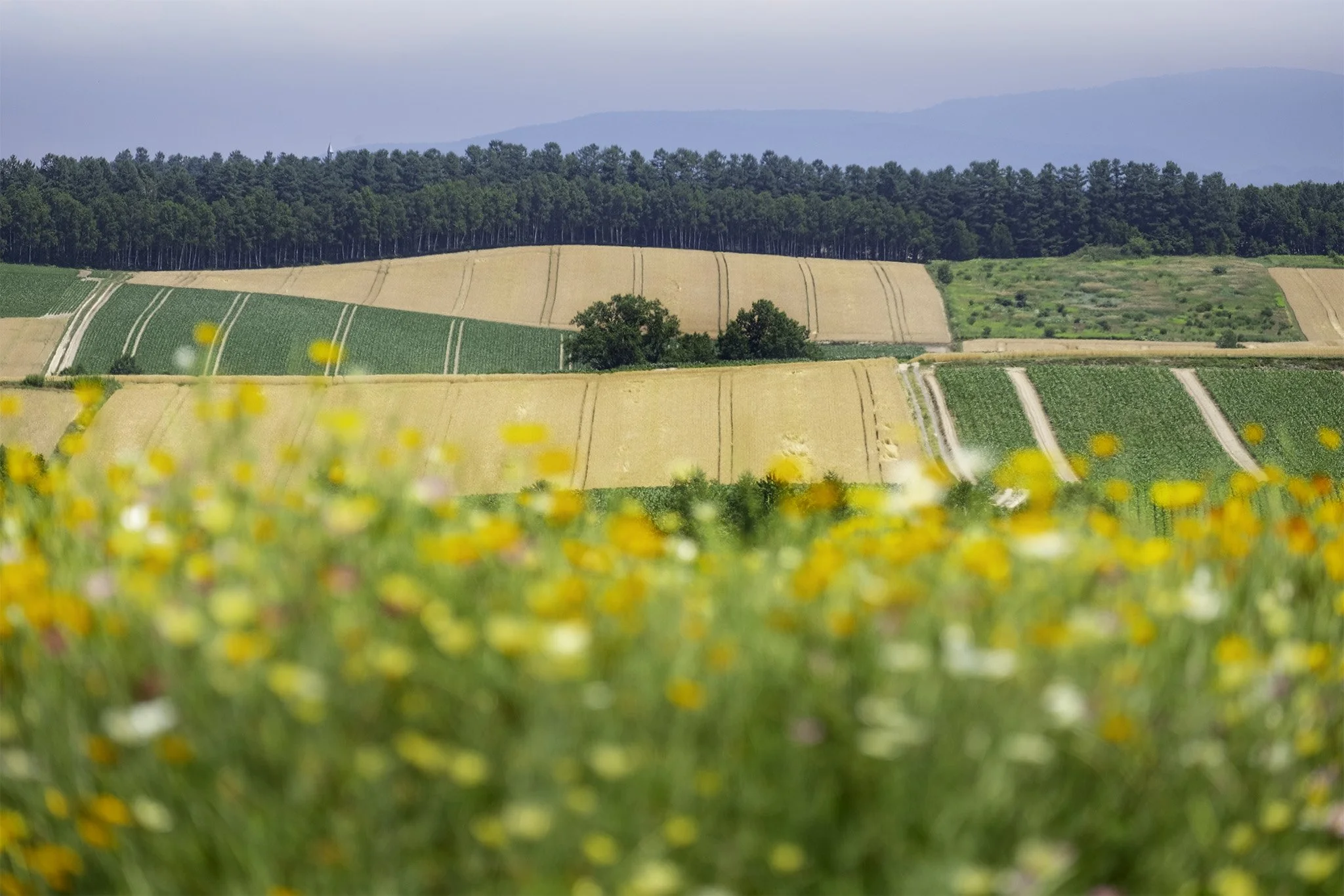 Flower field 4.jpg
