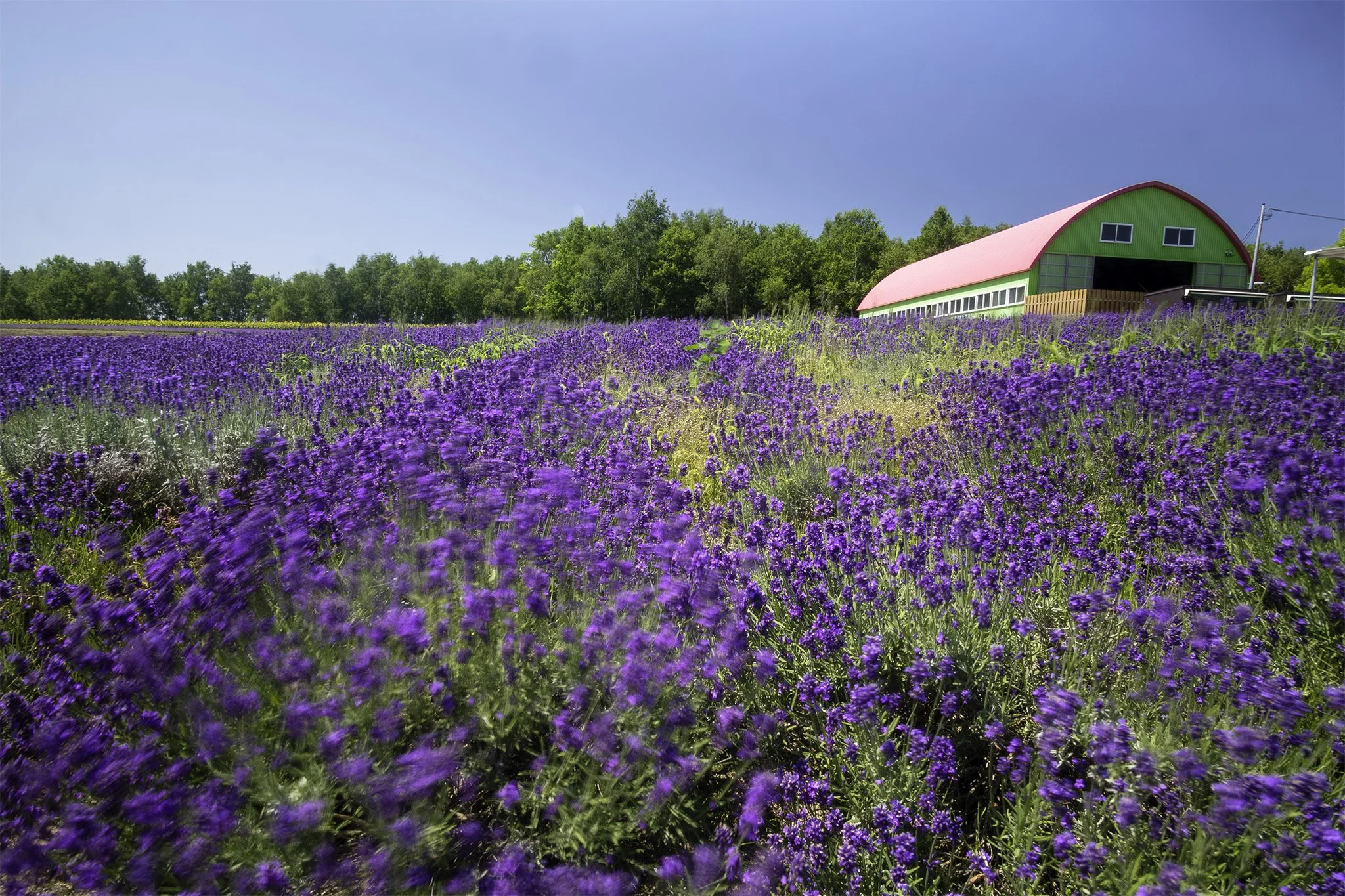 Flower field 5.jpg