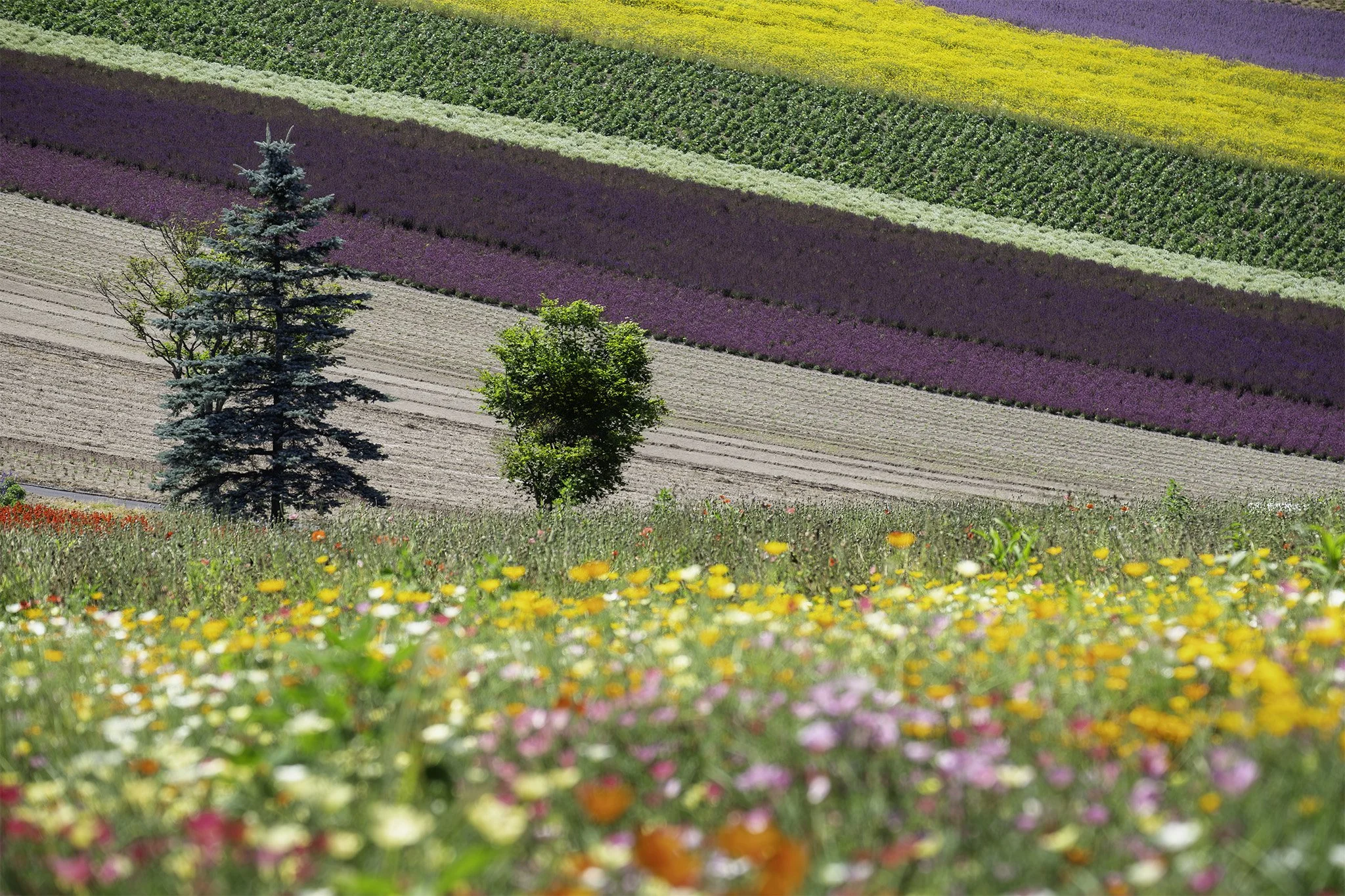 Flower field 6.jpg