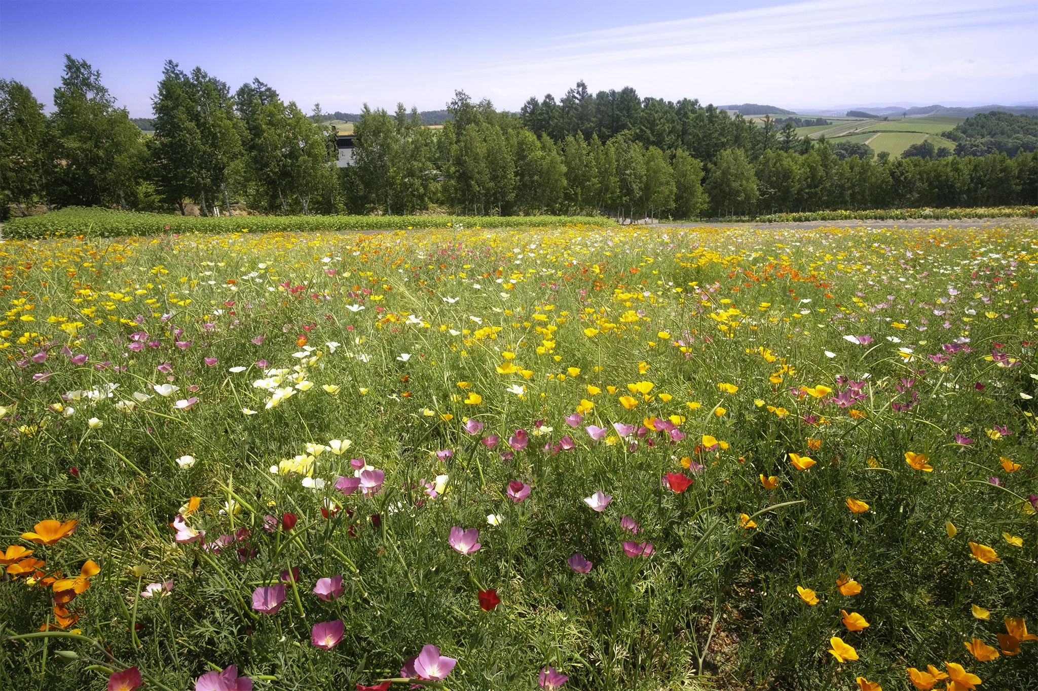 Flower Field 3.jpg