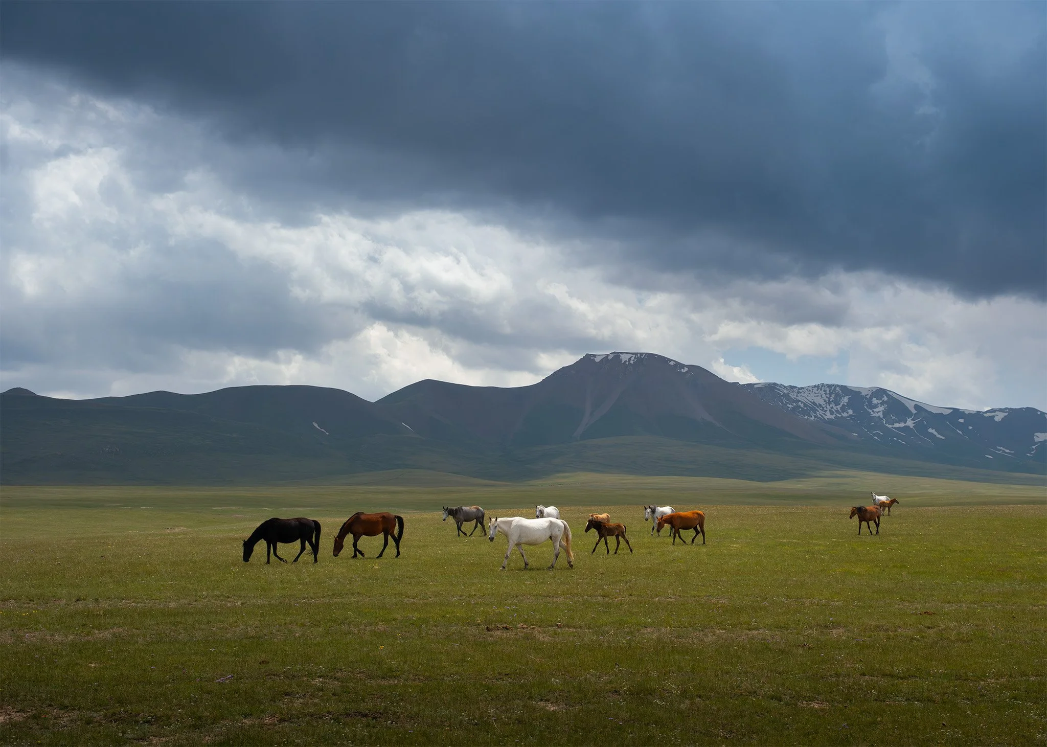 Horses 2.jpg