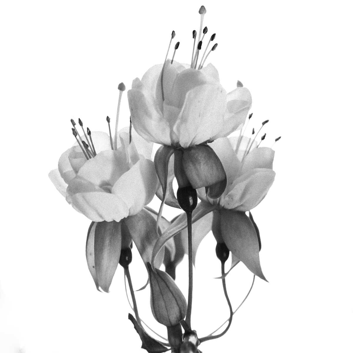 Image 6-4-20 at 5.04 pm.jpg