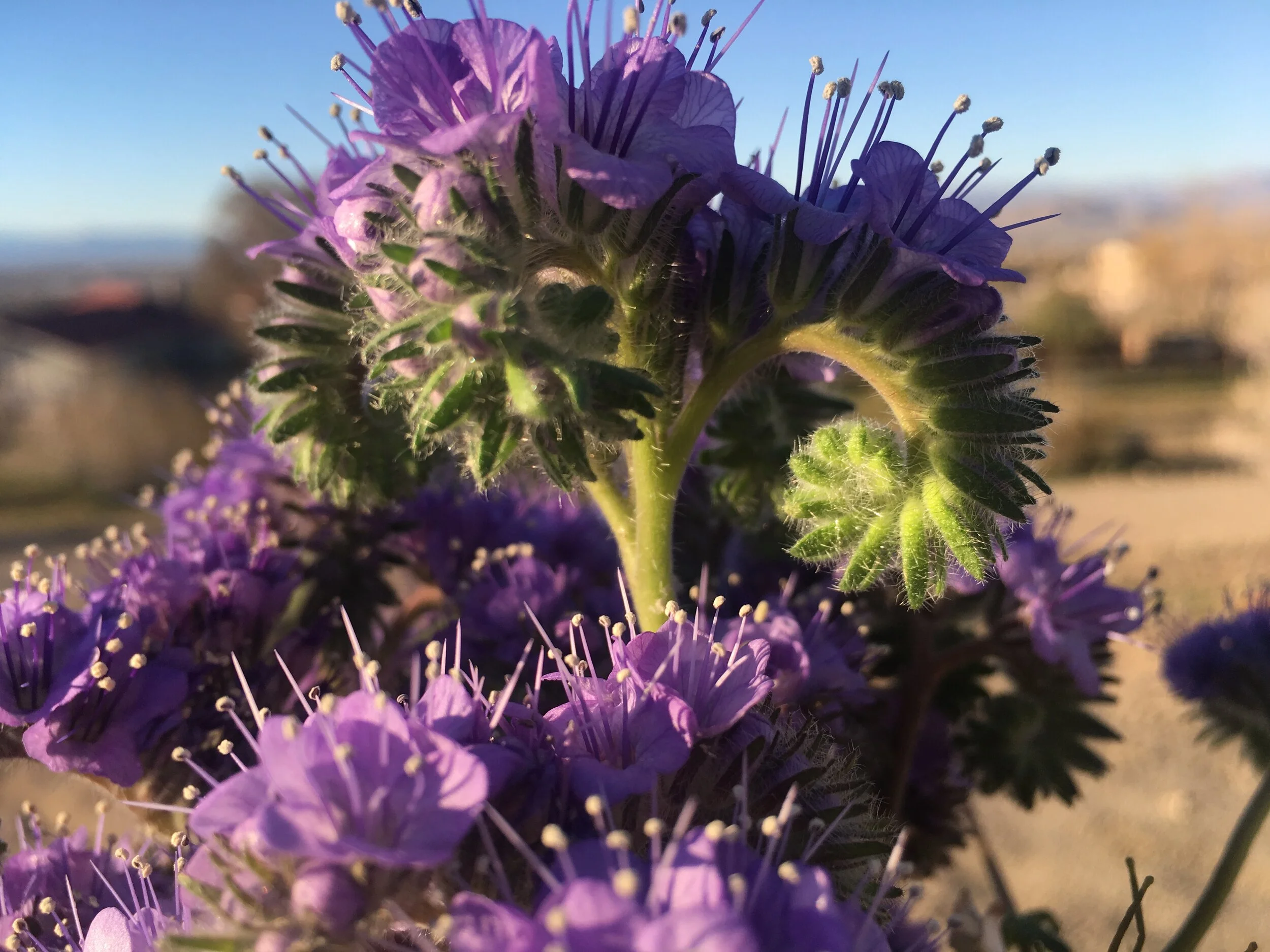 Spring in the Southern California Desert 