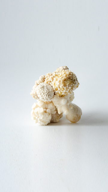 Sculpting in mycellium