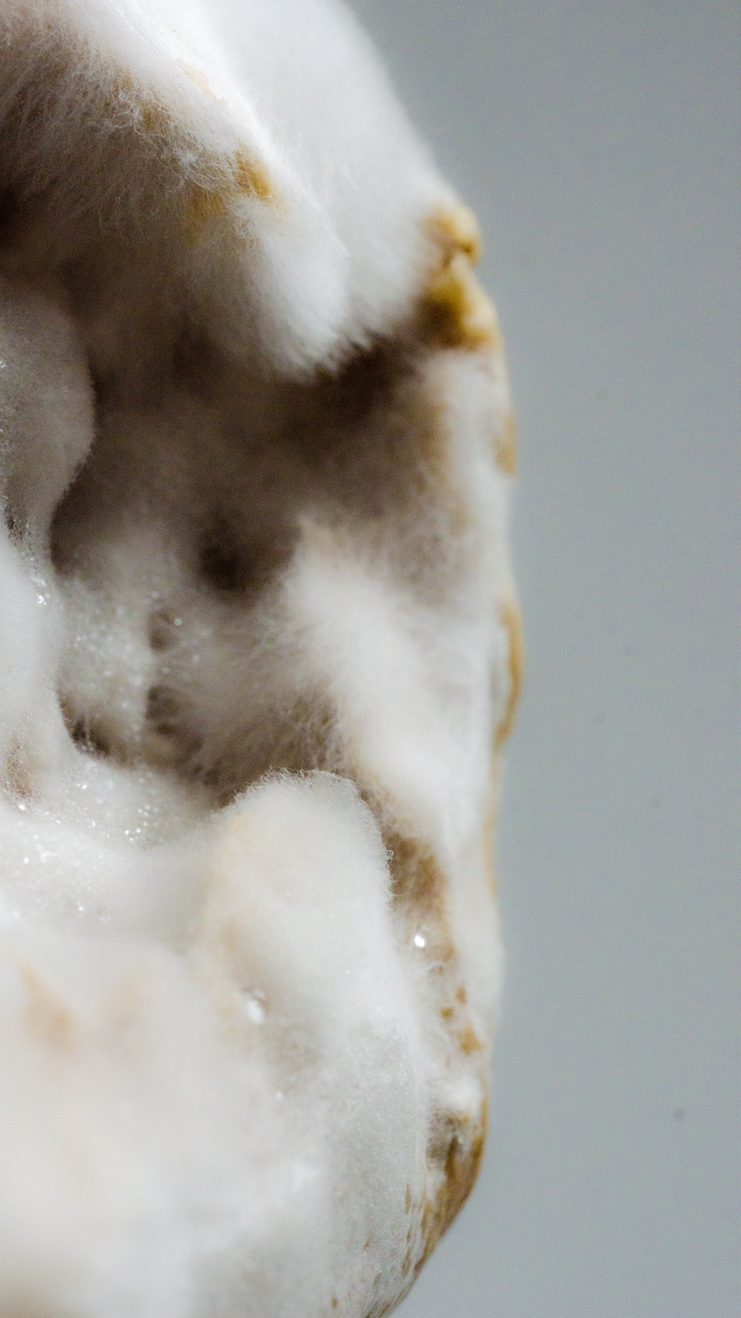 Sculpting in mycellium