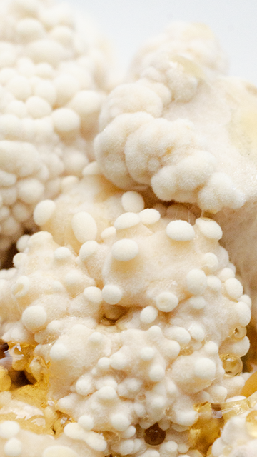 Sculpting in mycellium