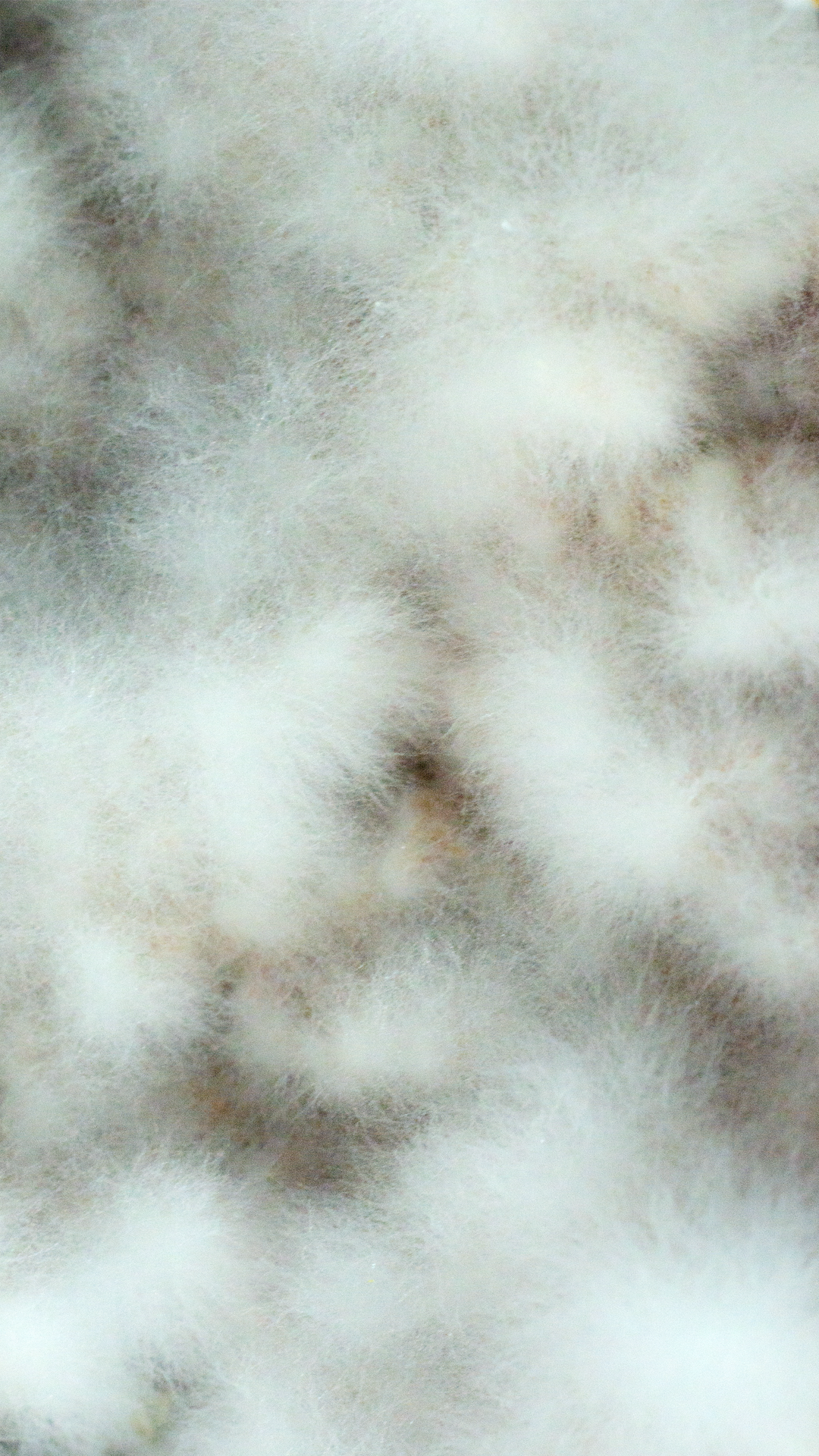 Sculpting in mycellium