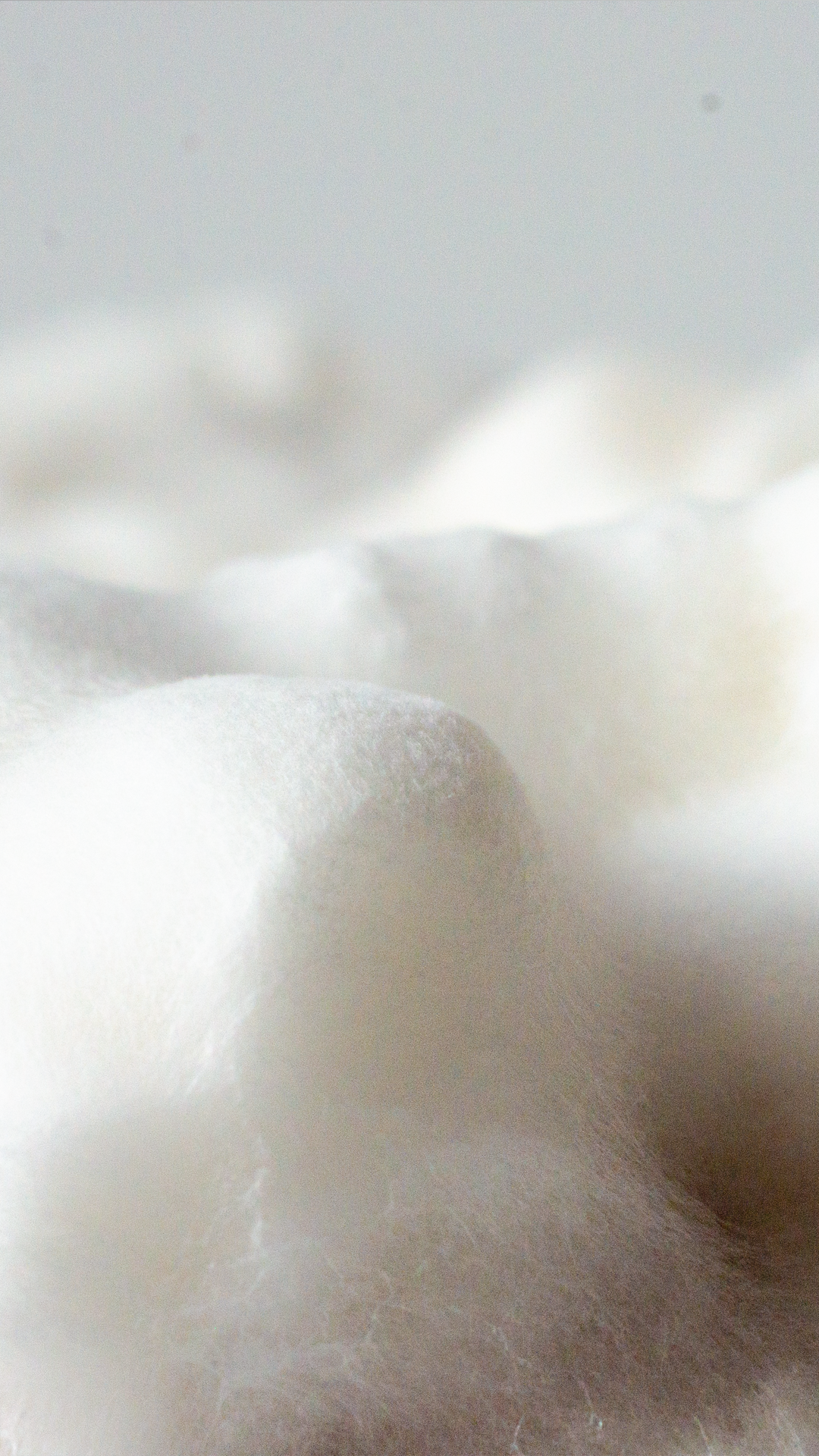 Sculpting in mycellium