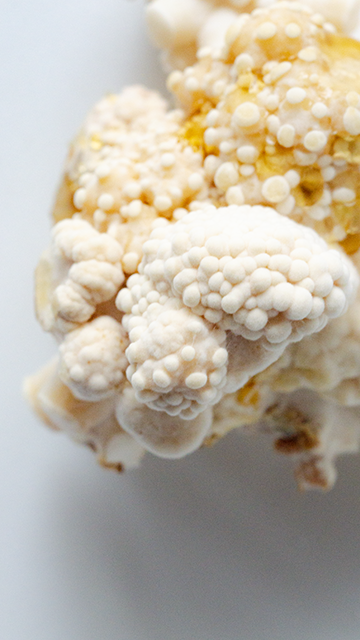 Sculpting in mycellium