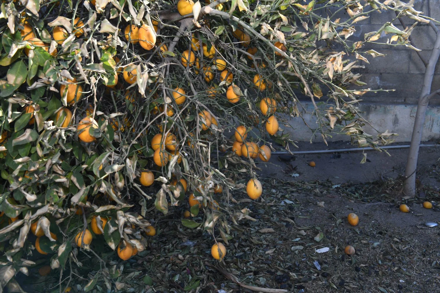 ALTADENA_DETAILS_LOS ANGELES_MAG_053.jpg