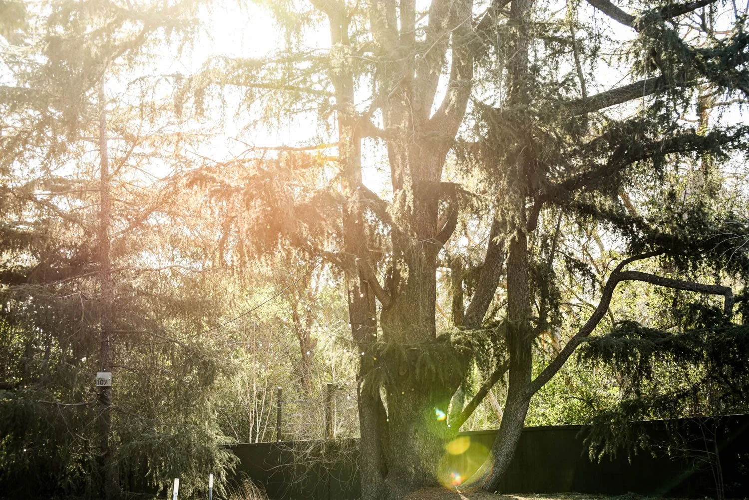 ALTADENA_DETAILS_LOS ANGELES_MAG_011.jpg