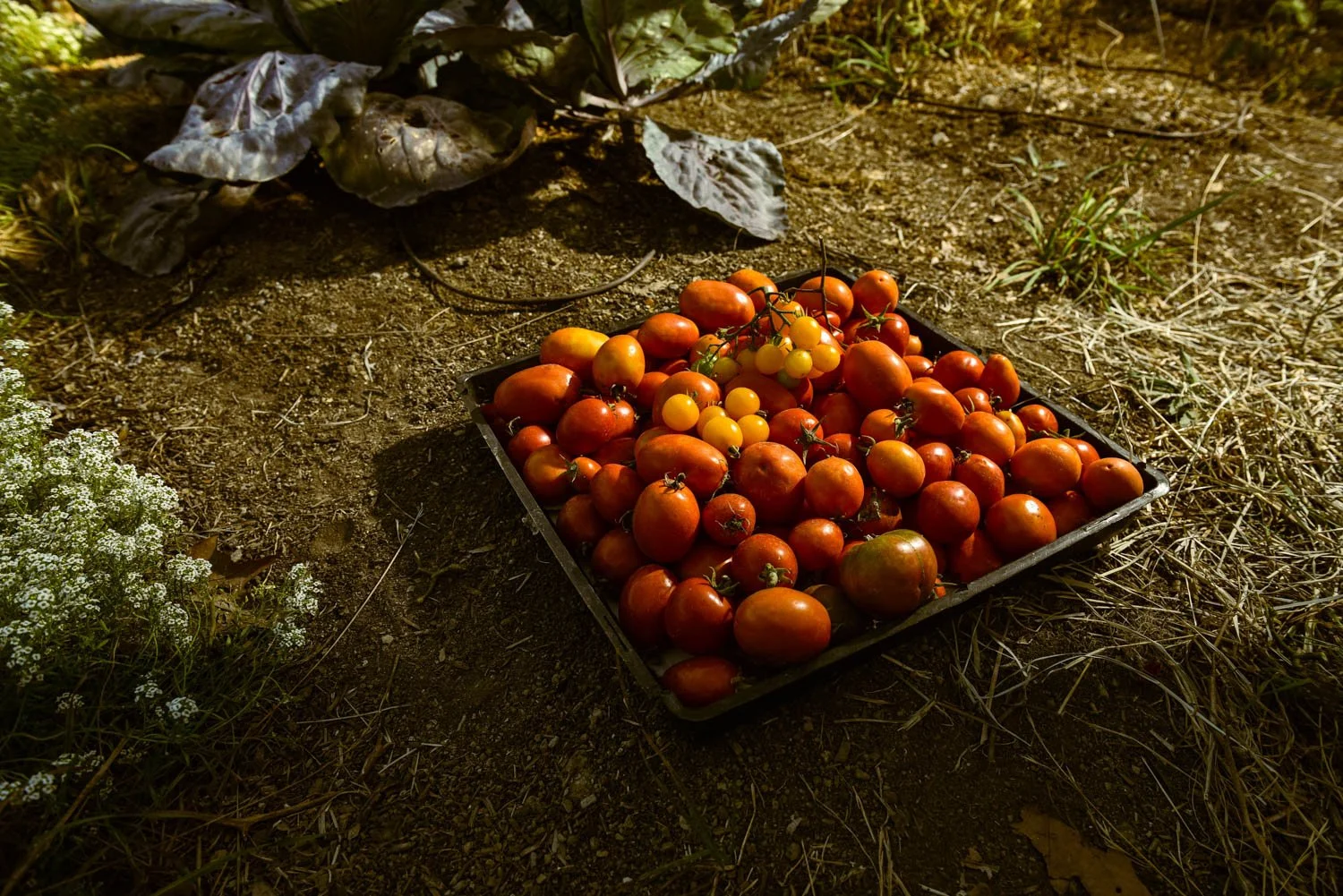 OCM_TREVOR_BAIRD_FARM_0002.jpg