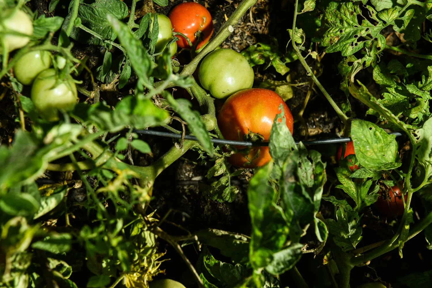 OCM_TREVOR_BAIRD_FARM_0009.jpg