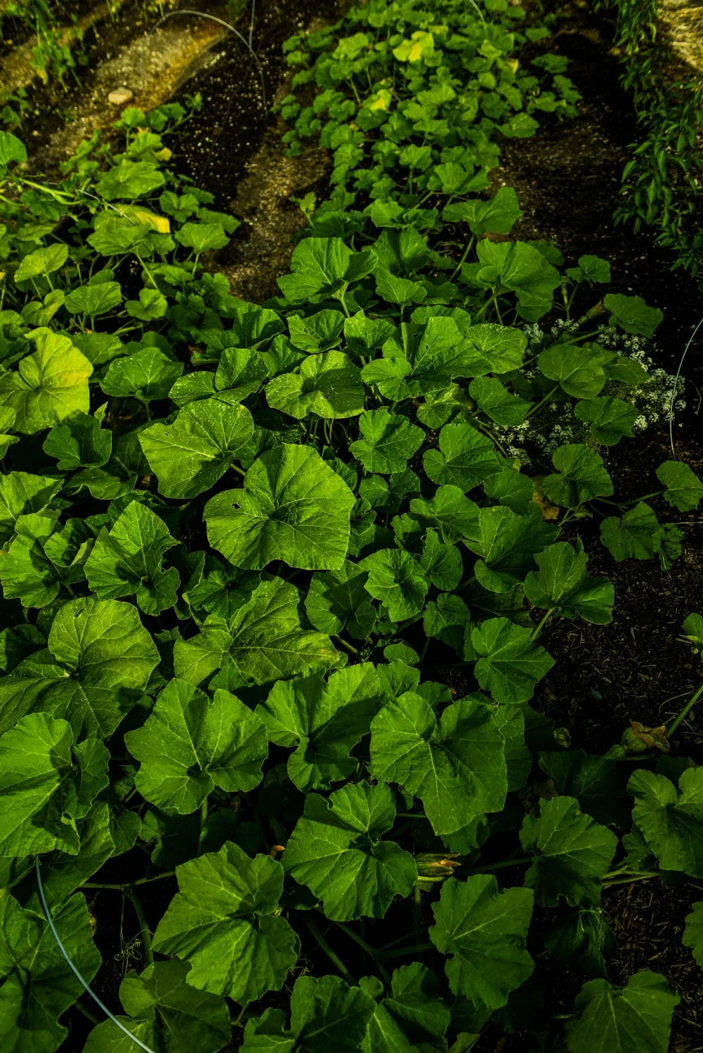 OCM_TREVOR_BAIRD_FARM_0115.jpg