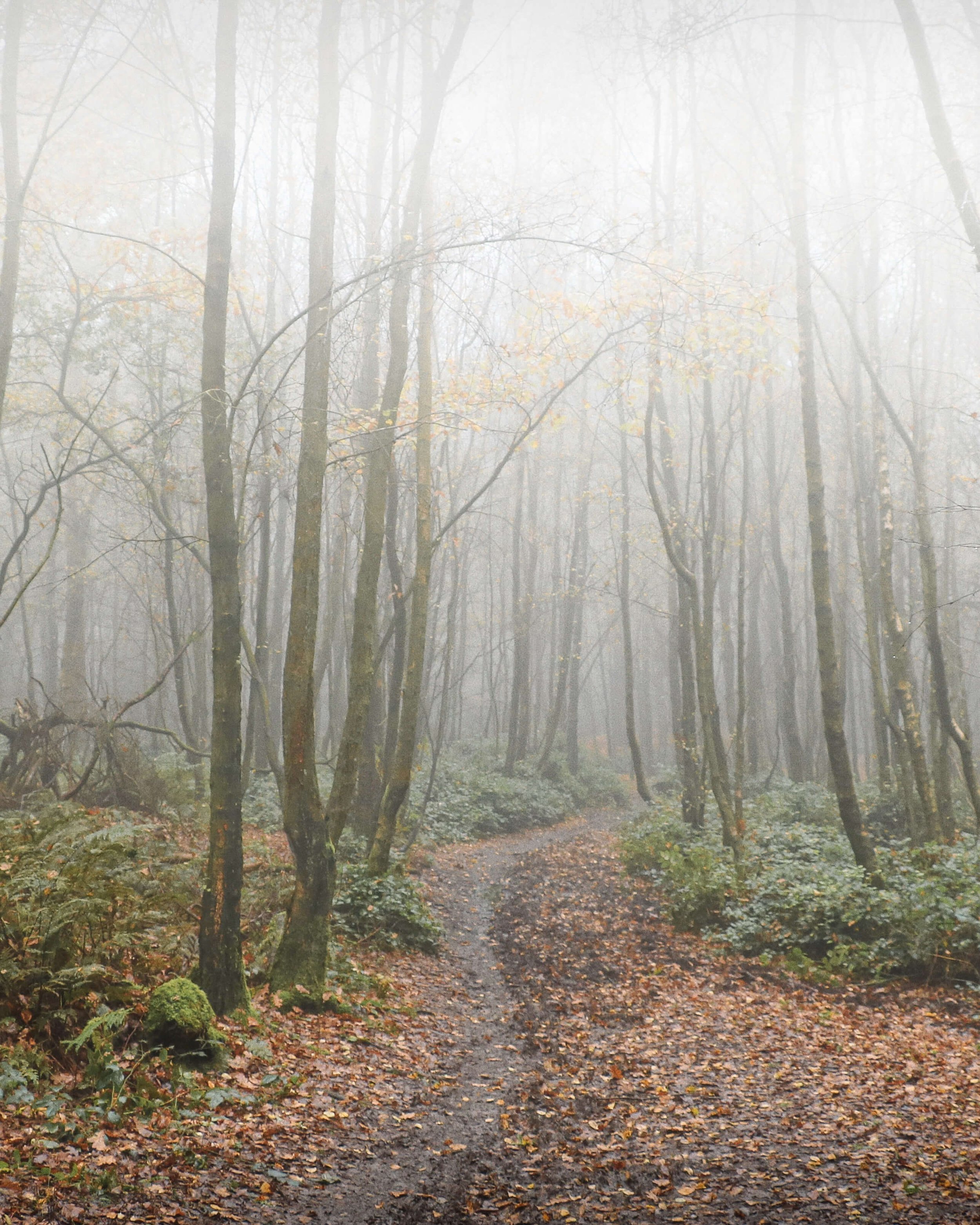 Friston Forest Autumn.JPG